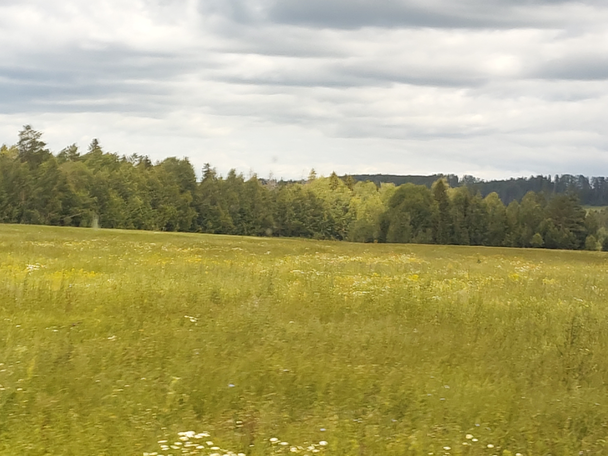 A wide shot captures a pastoral landscape with a meadow in the foreground and a dense forest in the background, under a cloudy sky. The meadow is covered in tall green grass and dotted with numerous small white and yellow wildflowers. The forest is a wall of varied green foliage, with some lighter-colored trees interspersed. The sky above is overcast with textured, grey clouds. The scene appears to be a natural, undeveloped area, possibly a rural outskirts or parkland within or near the city of Buranovo, Russia. There are no people or animals visible in the image. The overall impression is one of natural beauty and tranquility.
