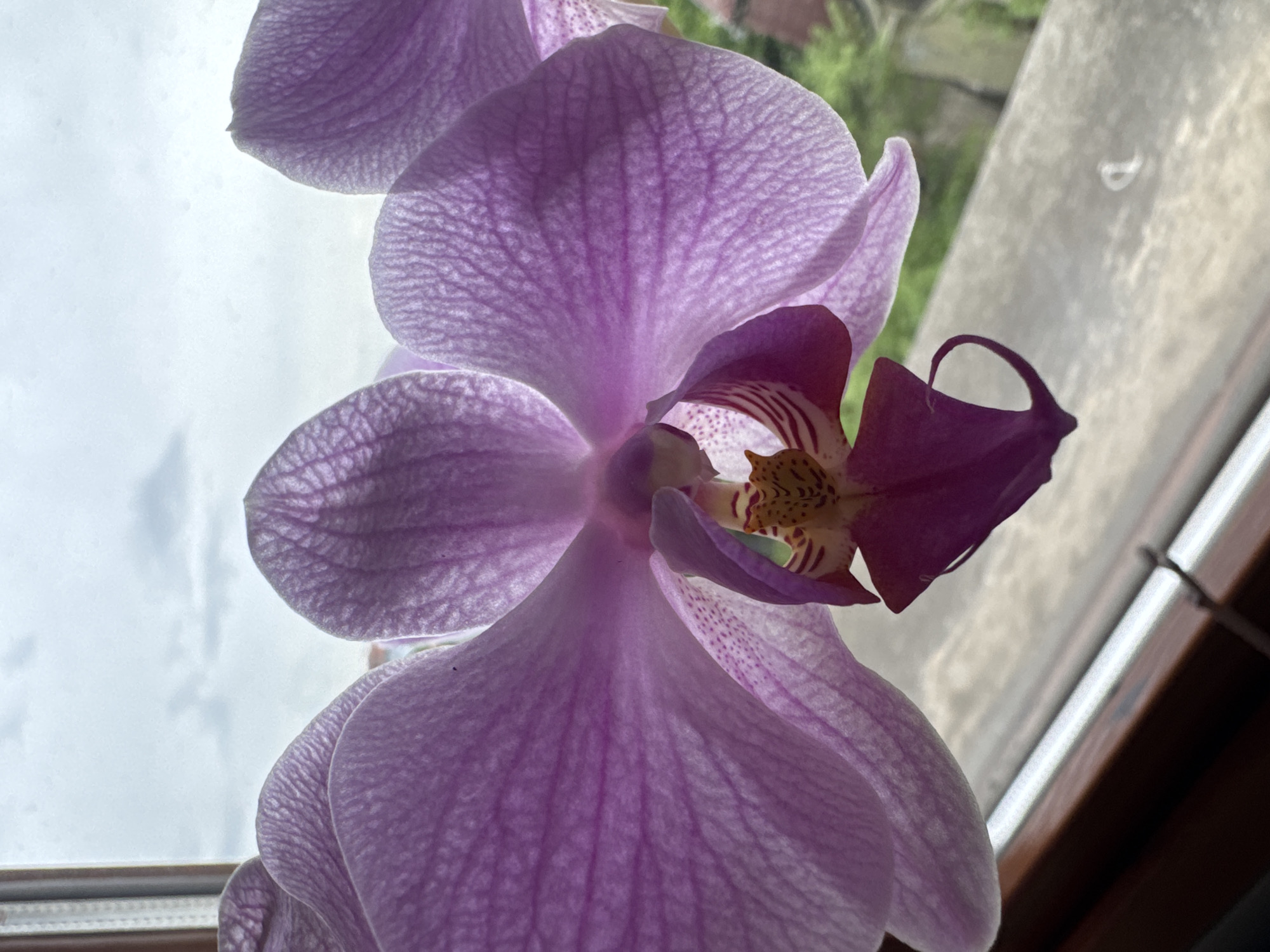 A close-up shot shows a purple orchid flower in bloom, positioned near a window. The flower's petals display intricate patterns. Outside the window, hints of greenery and a cloudy sky are visible. The window frame is wooden. The location is Sofia, Bulgaria.