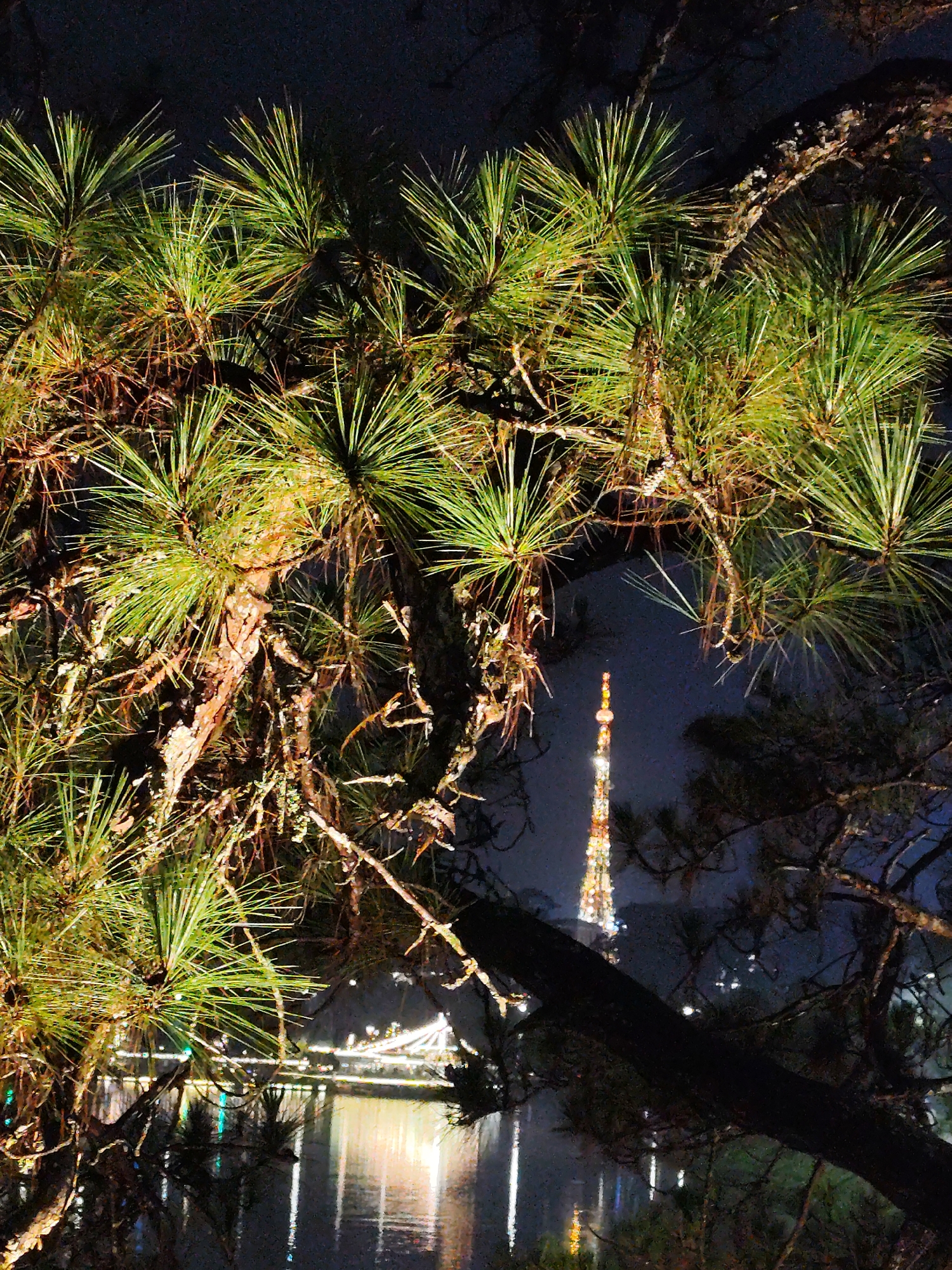 This nighttime photograph captures a picturesque scene in Da Lat, Vietnam, viewed through the dense, illuminated branches of a pine tree. The foreground is dominated by the vibrant green needles of the pine, which are brightly lit by artificial light sources, creating a striking contrast against the dark night sky. The gnarled branches of the tree are also visible, adding texture to the frame.
Beyond the natural canopy, a calm body of water, likely Xuan Huong Lake, stretches across the mid-ground, reflecting the surrounding lights with shimmering vertical streaks. In the background, a prominent communications or observation tower stands tall, brightly adorned with warm-toned lights, making it a distinct focal point. To the left of the tower, a bridge is visible, illuminated with numerous white lights that form a decorative arc over the water. Faint, indistinct city lights can be seen in the distant background.
The image conveys the tranquil ambiance of an urban setting at night. The still reflections on the water suggest calm weather conditions. No people or discernible activities are visible, emphasizing the serene beauty of the illuminated landscape. There is no visible text in the image. The overall impression is one of peaceful nocturnal charm, framed by nature.