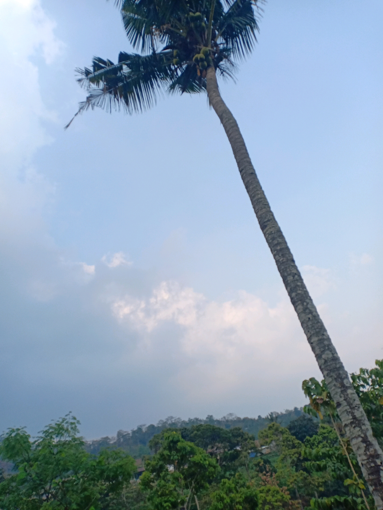 The image depicts a lone, tall coconut tree leaning diagonally across the frame against a pale blue sky with scattered clouds. The tree's trunk is textured and grayish-brown, with fronds extending towards the top left. A cluster of green coconuts is visible near the top of the trunk. Below the tree, a lush, green landscape of trees and vegetation stretches across the lower portion of the image, suggesting a rural or natural environment, potentially in Sucolor, Indonesia. The overall scene conveys a sense of natural beauty and tranquility.