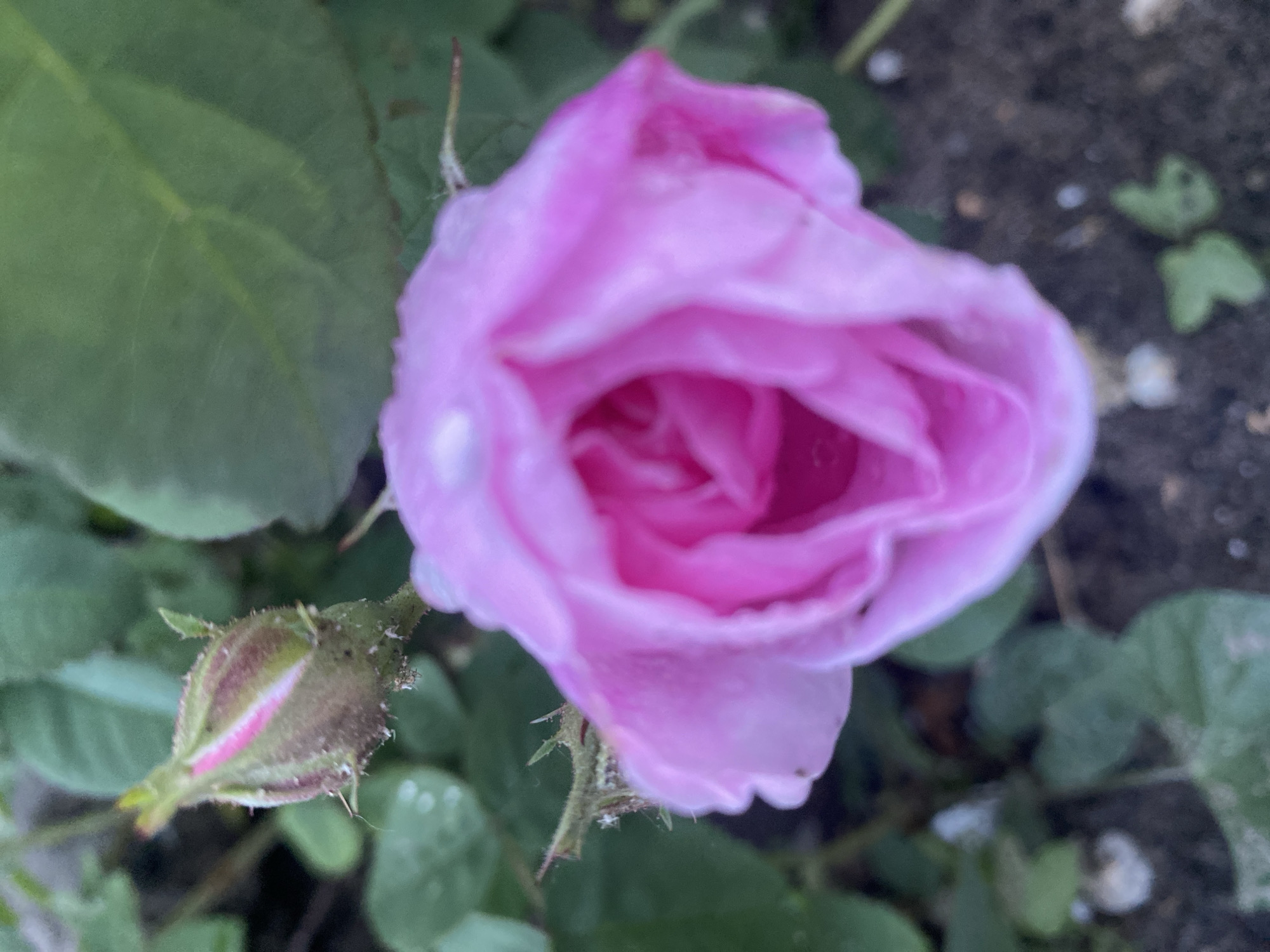 The image shows a close-up of a pink rose in bloom, accompanied by a rosebud. The flower and bud are surrounded by green leaves. The background consists of dark soil. The location, Dnipro, Ukraine, is based on the user's location.