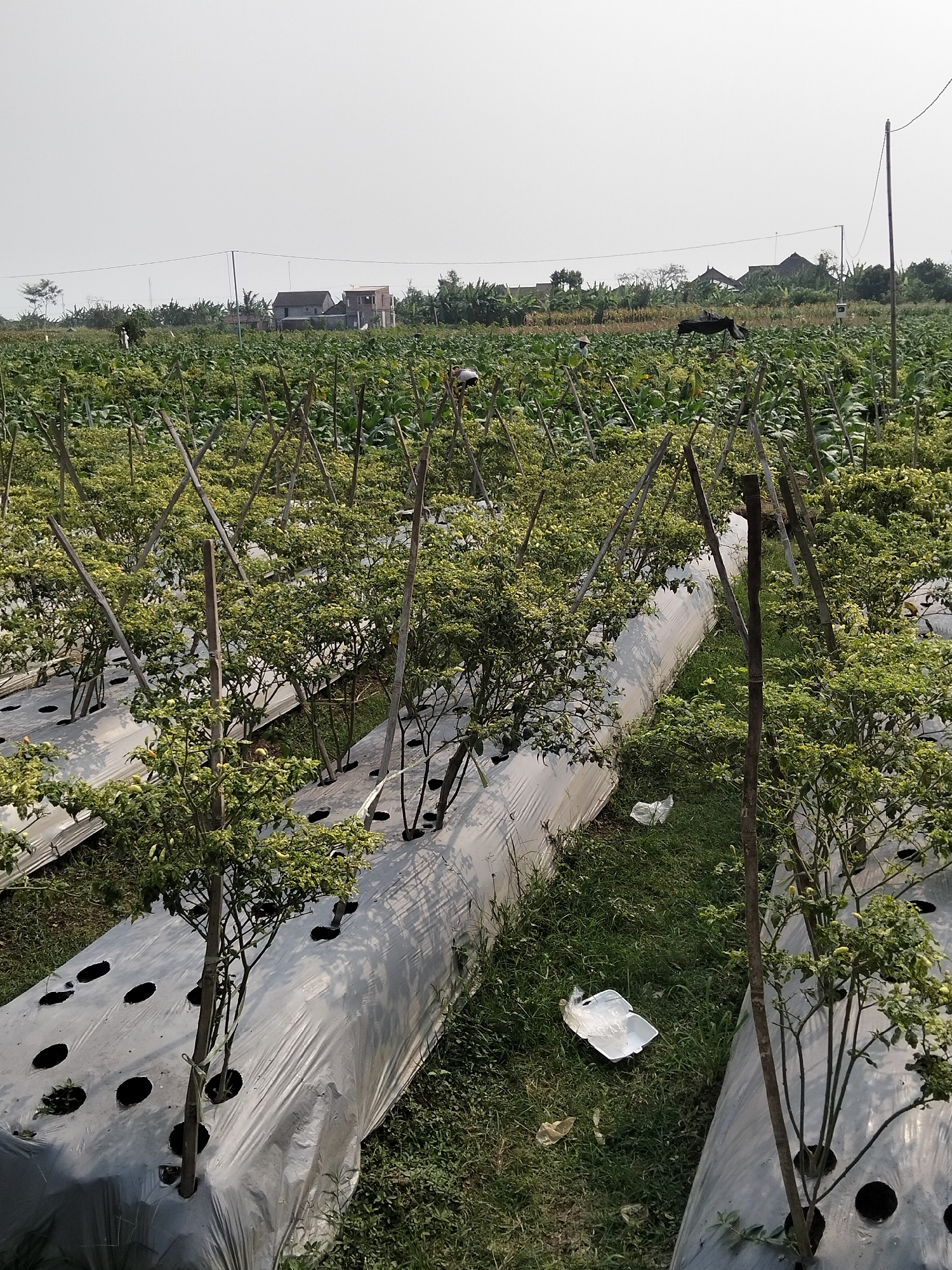 This image depicts a vast agricultural field, likely located in Gempolan, Indonesia. The field is planted with rows of young chili plants, supported by wooden stakes. The plants are growing through holes in white plastic sheeting, which covers raised beds. The sheeting appears to be mulch film, used to suppress weeds and retain moisture. Beyond the chili plants, other crops can be seen, suggesting a diverse agricultural area. In the background, houses and buildings are visible, indicating proximity to a populated area. The sky is clear and bright, suggesting a sunny day. The overall scene portrays a typical agricultural landscape in a rural Indonesian setting.