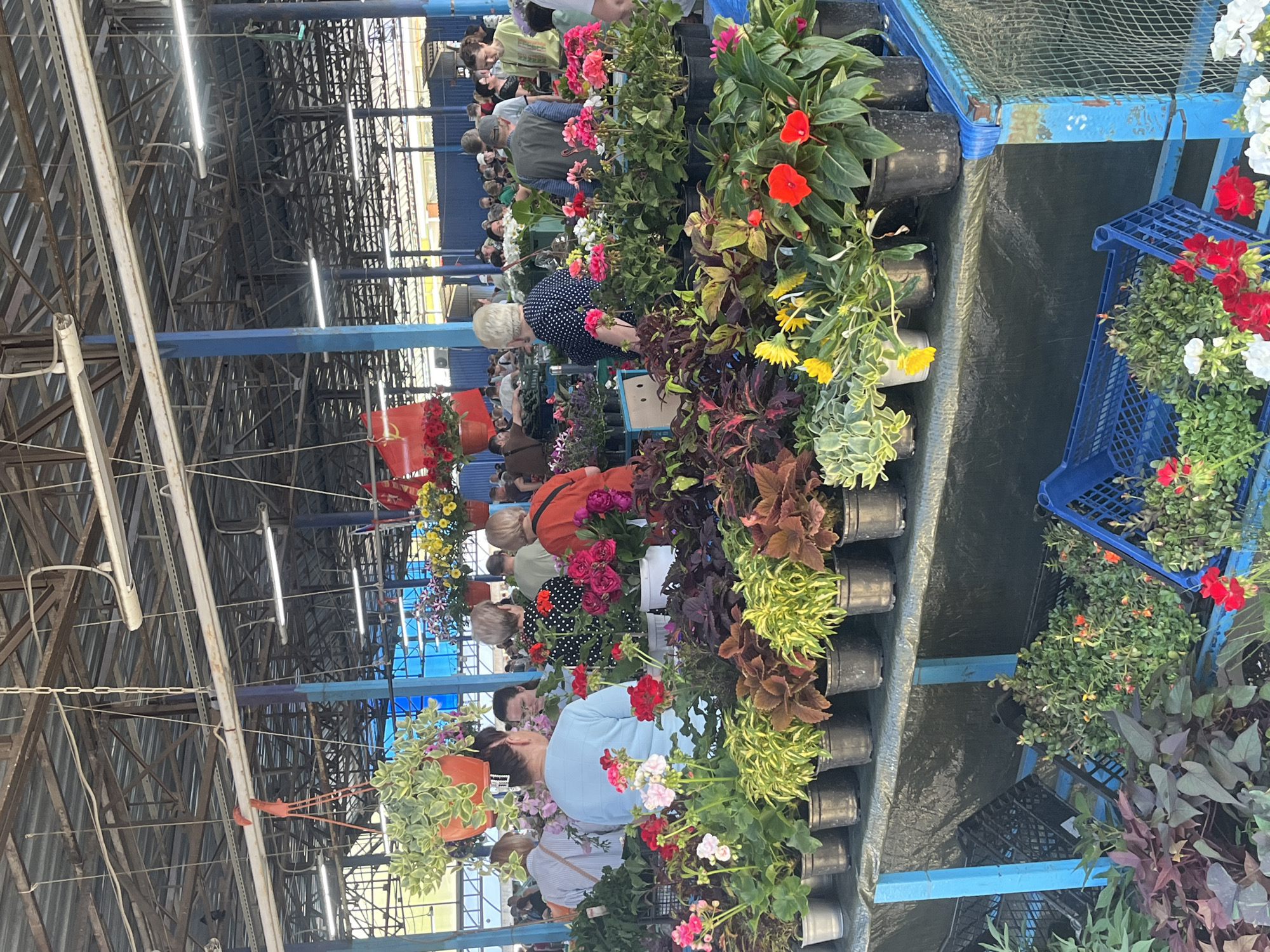 The image captures an indoor plant market within a large, covered structure in Krasnodar, Russia. The market ceiling consists of exposed metal beams, corrugated metal sheets, and multiple linear fluorescent light fixtures. Blue structural pillars support the roof, and ambient daylight enters from the sides and openings. A red flag adorned with a hammer and sickle emblem hangs from the ceiling structure on the upper left side.
The foreground and mid-ground are filled with market stalls displaying a wide variety of potted plants. These include numerous flowering plants such as pink, red, and white geraniums, red impatiens, yellow chrysanthemums, and various foliage plants like coleus with variegated and dark leaves. The plants are primarily in black plastic pots, small metal pots, and some terracotta-colored hanging baskets. These are arranged on tables covered with a dark, possibly black or dark green, tarp-like material, supported by blue metal frames. Beneath the tables, blue plastic crates hold additional plants.
Multiple individuals, predominantly adults, are present in the market. In the mid-ground, a woman with light-colored hair, wearing a light blue top, stands with her back to the viewer, observing the plants on a stall. Another woman with light-colored hair, wearing a black and white polka-dot top, stands behind her, also looking at the plants. Further in the background, numerous other people are seen browsing the stalls or walking through the market. The overall scene depicts a bustling market environment with people engaged in viewing and potentially purchasing plants.