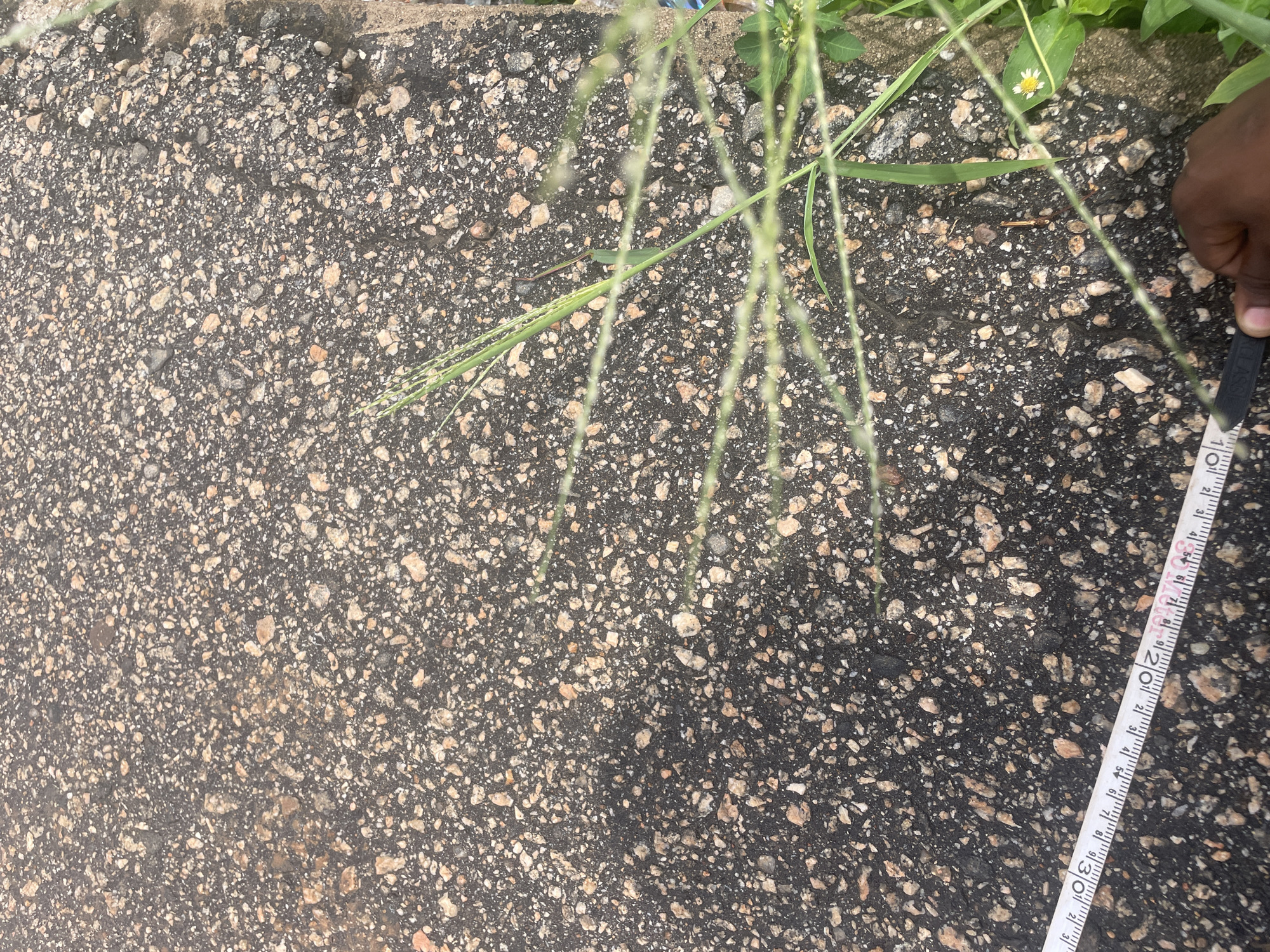 This media file is a close-up, top-down view of a rough, dark asphalt surface with visible aggregate. Sparse green grass and some small white flowers are growing along the top edge of the surface, suggesting an outdoor setting. A person's hand, with dark skin, is visible on the right side of the frame, holding a white measuring tape. The measuring tape is extended over the asphalt, with markings in black and red visible. The tape shows measurements in centimeters, with numbers like 10, 20, and 30 clearly legible. A small, brown insect or twig is lying on the asphalt near the center of the image, and blades of grass partially obscure the view of the surface. The scene appears to be outdoors, likely during daylight hours, given the lighting. The context provided indicates the location is Lokoja, Nigeria. The image seems to be documenting a measurement being taken on the asphalt surface, possibly for a construction or environmental study.