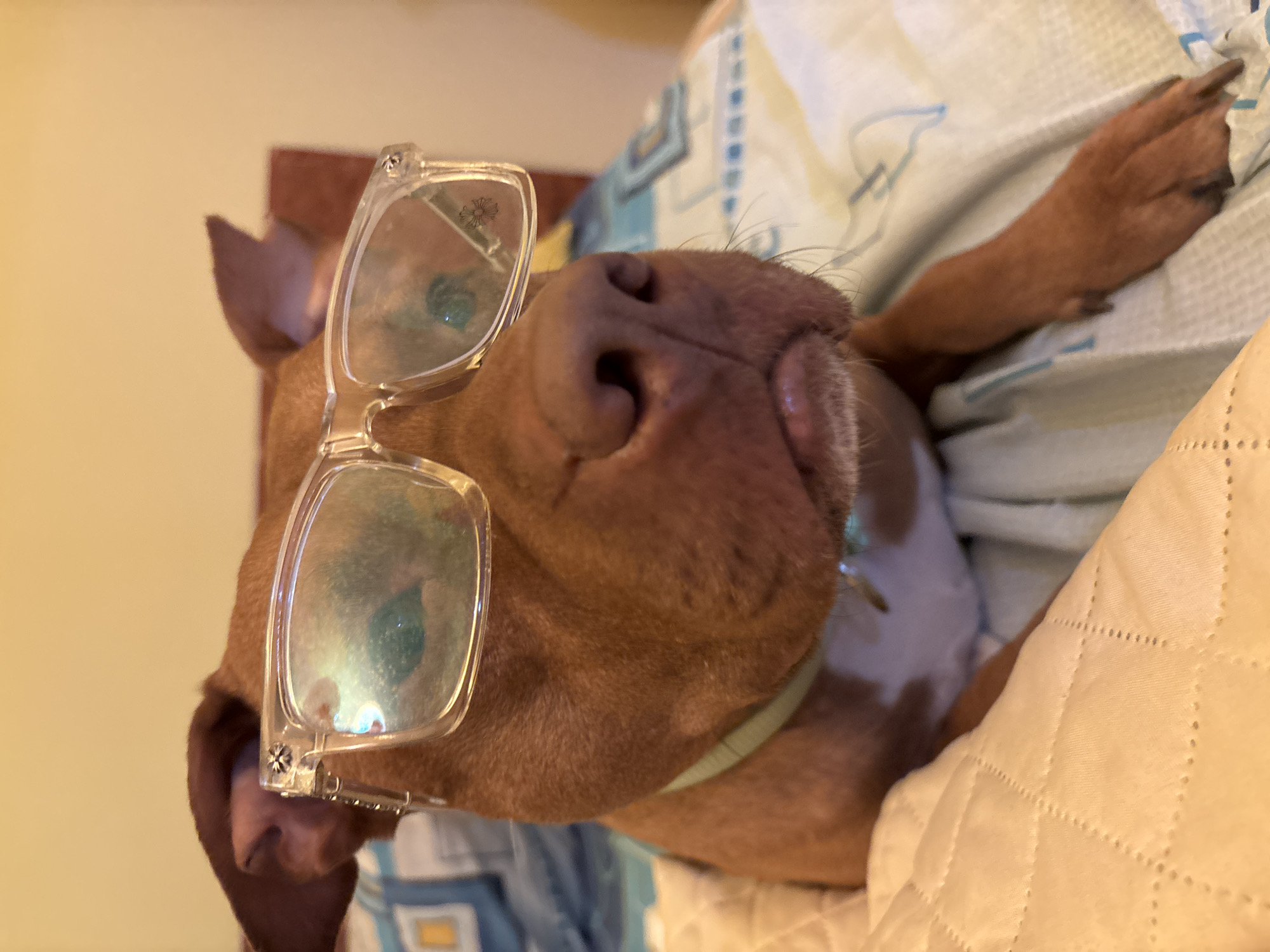 A close-up, slightly rotated, indoor shot depicts a brown-furred dog with clear-framed glasses perched on its nose. The dog is lying down, possibly resting on a bed covered with a blue and white patterned blanket and a quilted beige cover. A collar is visible around the dog's neck. The background includes a light yellow wall or surface. No information can be inferred regarding location or any connection to Lom, Bulgaria.