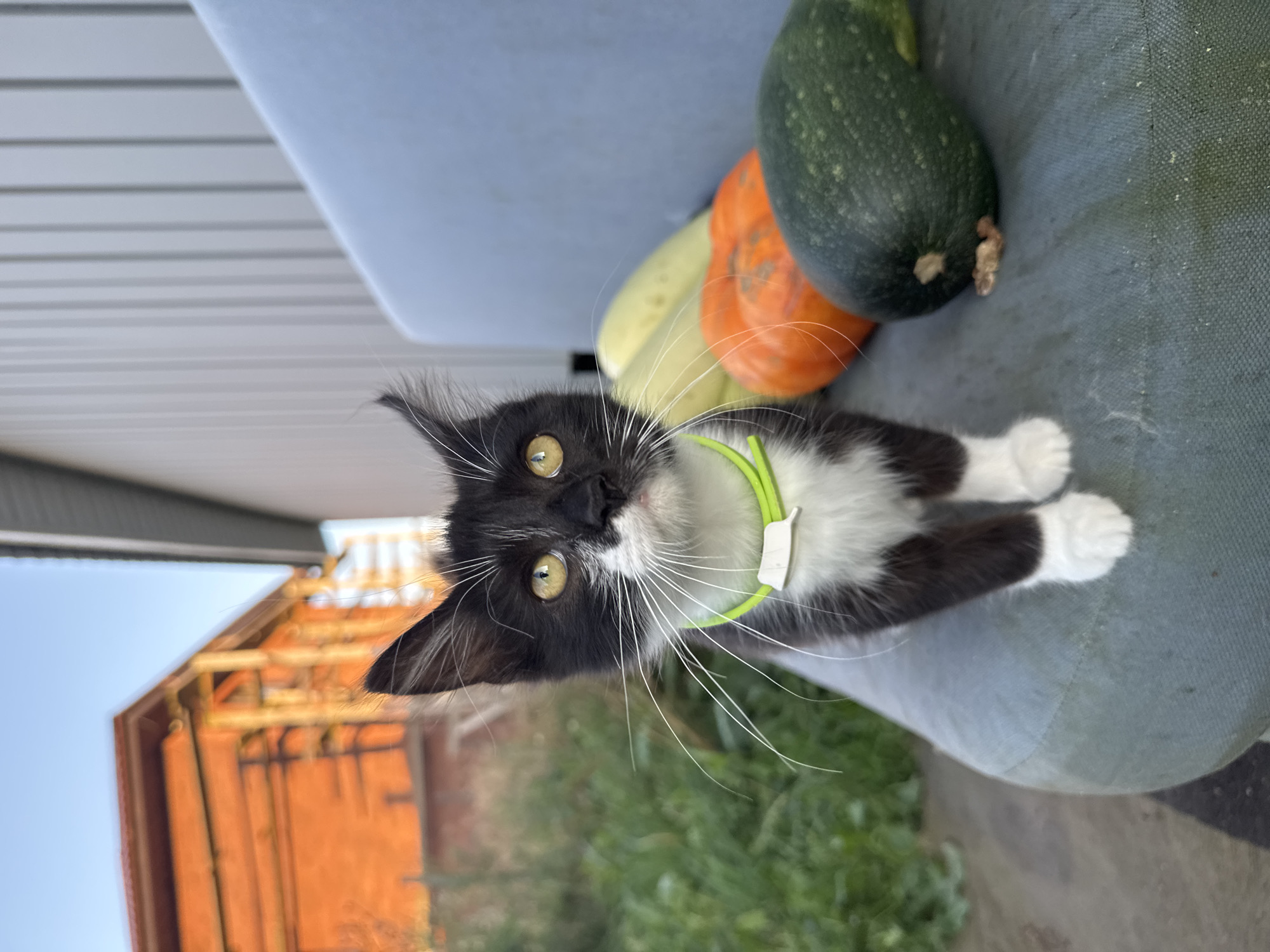 A medium shot shows a black and white kitten with yellow eyes sitting on a blue cushioned surface, facing forward. The kitten is wearing a bright green collar with a white tag. Behind the kitten, there are several vegetables, including two green zucchinis and an orange pumpkin, arranged in a row. The background is blurred, showing green foliage and a brick building with orange siding. The scene appears to be outdoors, possibly in the city of Kempelevo, Russia, given the context.