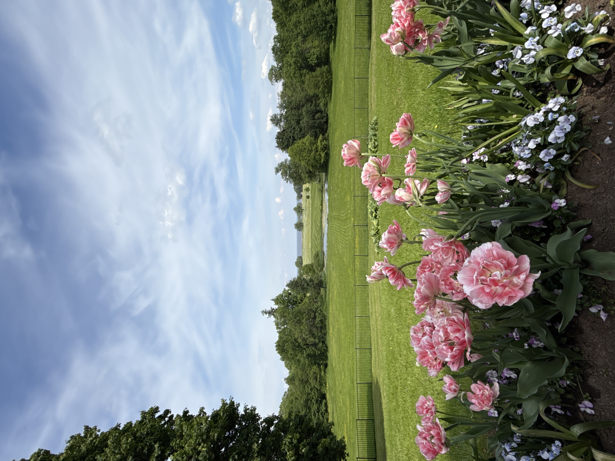The image depicts an expansive outdoor landscape scene on a bright, partly cloudy day. In the immediate foreground, a flowerbed runs horizontally, filled with numerous vibrant pink and white double tulips with ruffled petals, interspersed with smaller light purple and white pansies or violets. The ground in the flowerbed is dark brown soil. Behind the flowerbed, a neatly manicured, bright green lawn stretches into the midground, traversed by a black metal fence with vertical pickets. Beyond the fence and lawn, a small, dark body of water is visible. The background features a dense line of various green trees, forming a wooded area that extends across the horizon. Above the trees and fields, the sky is a clear light blue with scattered white, wispy clouds. No people are present in the scene. The location is in the city of Unknown, Unknown.