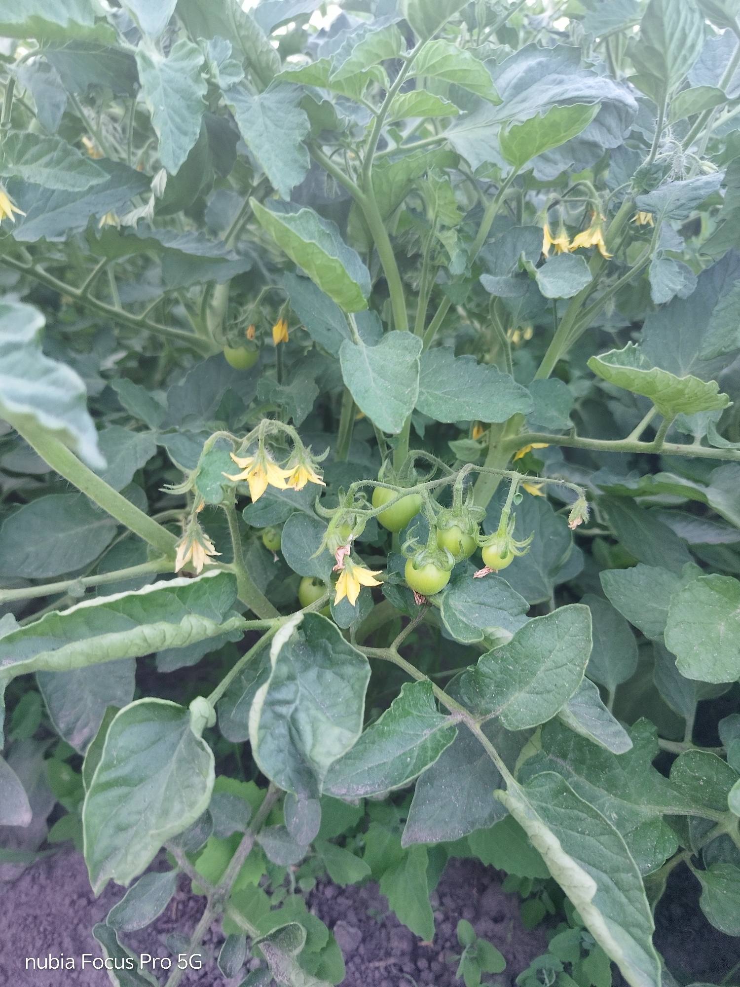 The image depicts a close-up view of tomato plants with green unripe tomatoes and yellow flowers. The plants are lush with green leaves and vines. Several small clusters of tomatoes are visible, some with emerging yellow flowers attached. The background consists of more foliage and dark soil. The scene appears to be an outdoor garden. The text "nubia Focus Pro 5G" is visible in the bottom left corner, indicating the device used to capture the image. There is no indication of the city of Dnipro, Ukraine, in the image itself.