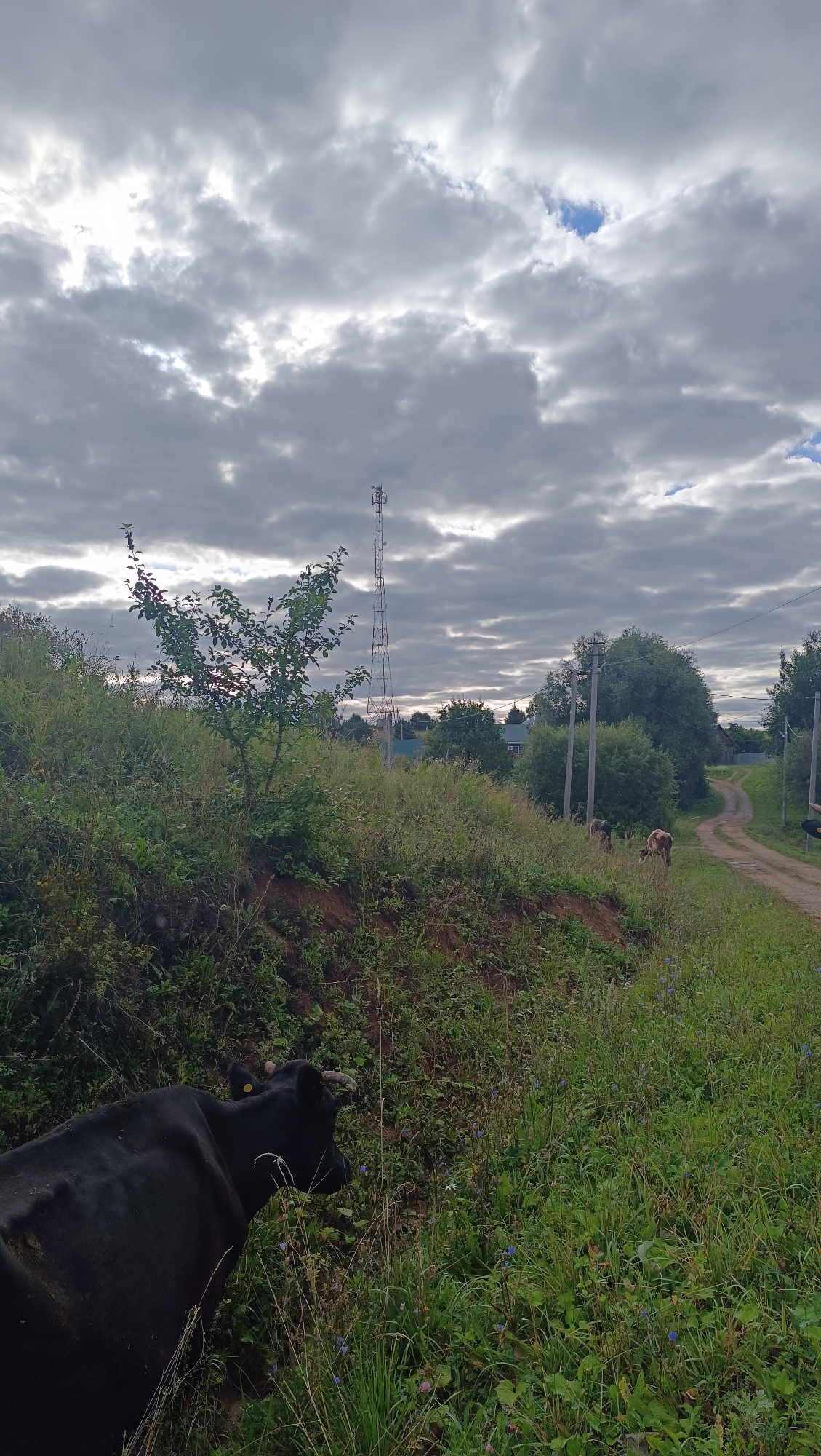 The image shows a rural scene with a dirt road winding through a grassy hillside under a cloudy sky. A tall, metal transmission tower stands on the horizon. In the foreground, a black cow is partially visible on the left, grazing in the tall grass. Further down the road, two more cows, one lighter in color, are also grazing. The environment is lush and green, with scattered trees and bushes. The overall impression is one of a peaceful, rustic landscape. The provided crop hints do not offer any additional information regarding the location within Karsha, Russia, and thus the precise location cannot be determined from the image itself.
