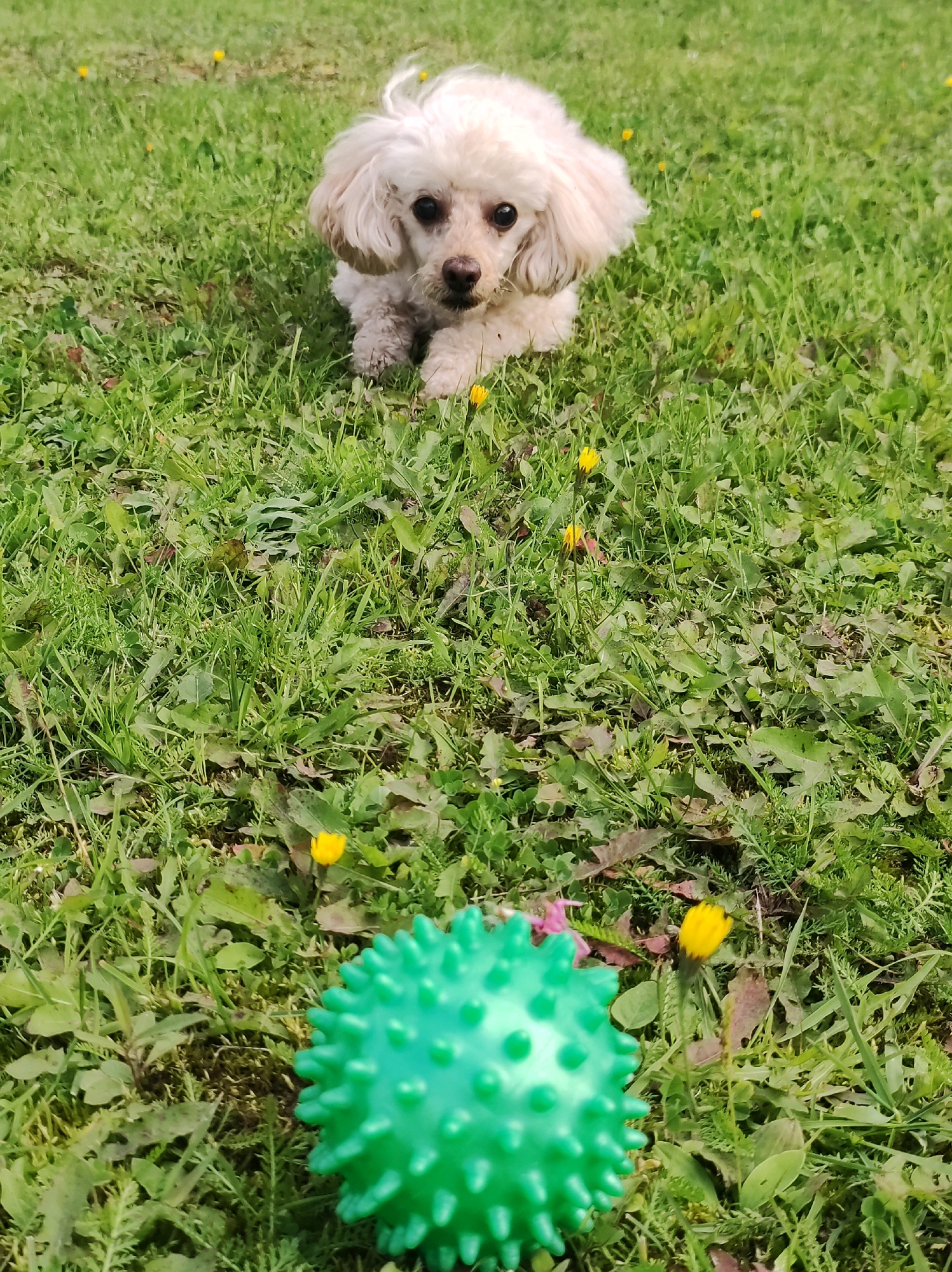 A small, white poodle is lying on a patch of green grass dotted with small yellow flowers. In the foreground, a bright green spiky ball is positioned on the grass. The image appears to be taken outdoors in natural daylight. The background consists of more green grass and a hint of a sky. The poodle is looking directly at the camera.