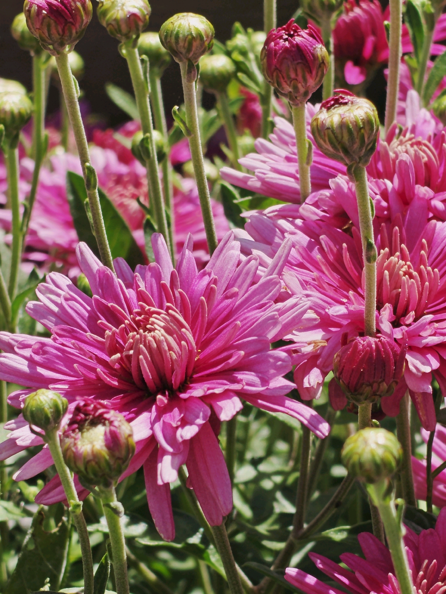 A close-up, vertical shot captures a dense cluster of vibrant pink chrysanthemums, with a few buds interspersed among the open blooms. The flowers have numerous delicate, elongated petals radiating from a central core. Their stems are a light green, and some buds are a deep reddish-purple, while others are green with a purplish tip. The background is a blur of darker greens and pinks, suggesting more flowers and foliage. The lighting is bright, highlighting the textured petals and casting subtle shadows. The image is focused on the flowers, with no visible elements of the environment or any people.