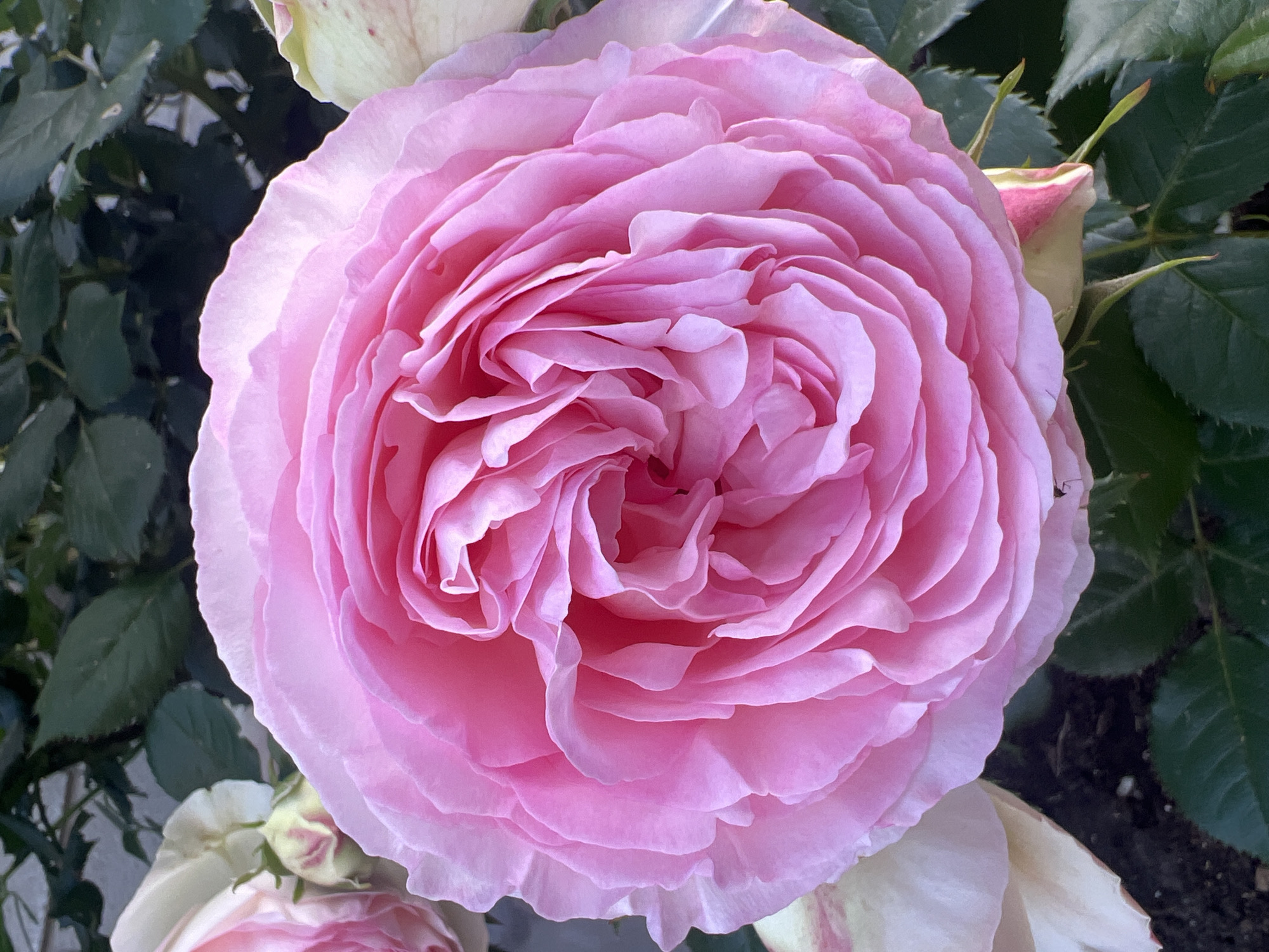 This is a close-up, overhead shot of a large, fully bloomed pink rose. The rose is the primary subject, filling most of the frame. Its petals are tightly packed and swirled inwards, creating a complex, layered texture. The color is a vibrant, soft pink with lighter tones towards the center and edges. To the left and right of the main rose, parts of other roses and buds are visible. These appear to be a similar pink, some with hints of white or cream. The background consists of dark green rose leaves and stems, providing a contrast to the bright pink of the flowers. The lighting suggests it is daytime, with soft light illuminating the rose petals. The image appears to be taken outdoors, likely in a garden setting, given the presence of plant life and soil visible at the bottom. There are no people or animals clearly depicted in the image, though a tiny black insect is visible on the lower right edge of a petal. The location is unknown.