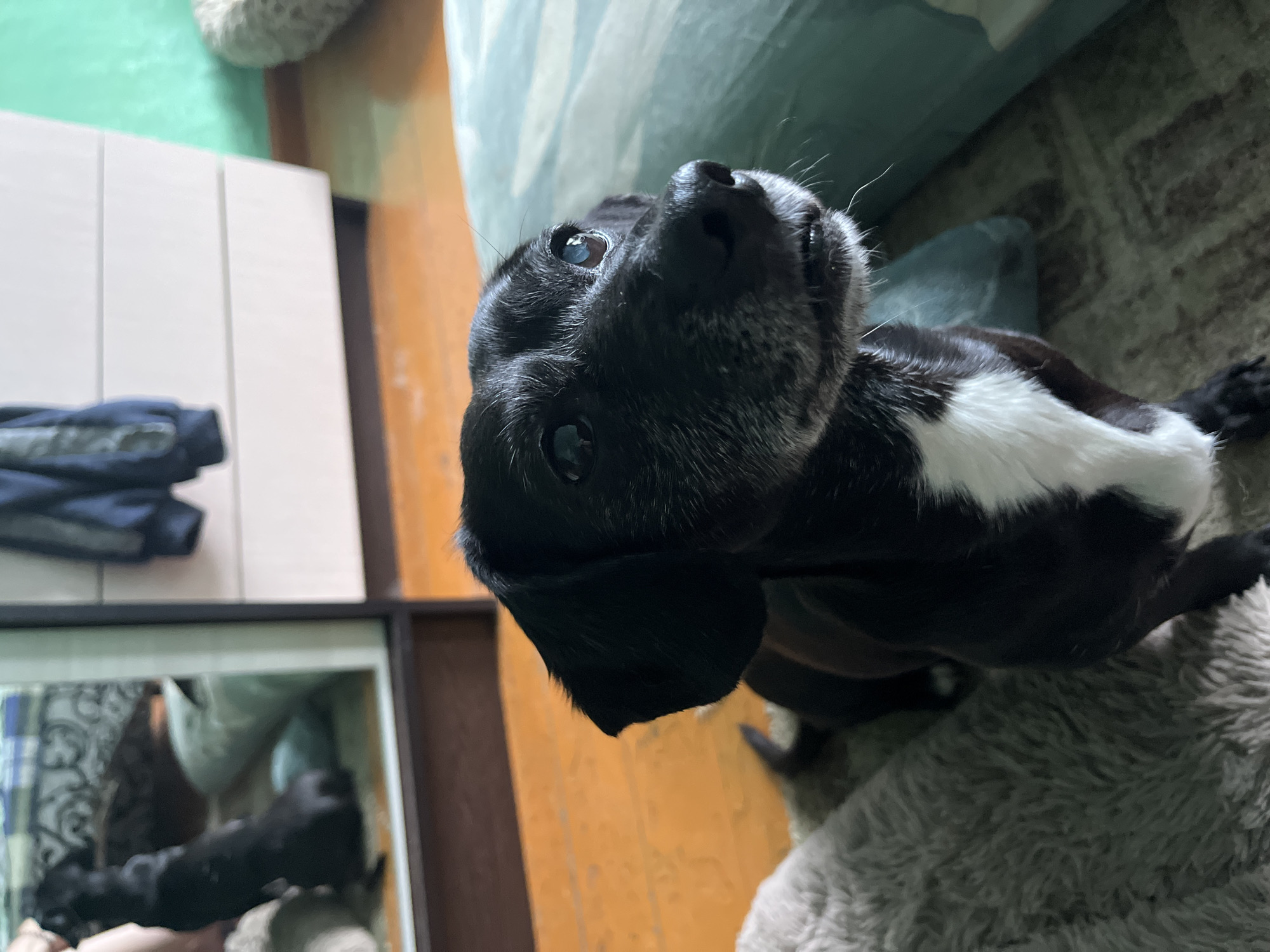 A close-up shot captures a black dog with a white chest patch looking to the right of the frame. The dog appears to be medium-sized with floppy ears and slightly graying fur around its muzzle, suggesting it is an adult or senior dog. It is positioned on what looks like a fluffy, light-colored rug or blanket, with a teal-colored pillow or cushion visible behind it.
In the background, a wooden floor is visible. To the left, a large mirrored surface reflects another black dog, seemingly standing. This reflection is part of a piece of furniture, possibly a dresser or closet, with clothing items hanging on it. The furniture has a light-colored, possibly white, drawer front. The overall setting suggests an indoor environment, likely a home. The image quality is slightly grainy, indicating it was taken with a mobile device or in lower light conditions.
The provided location of Nizhny Tagil, Russia is extraneous to the visual content of the image and cannot be determined from the visual information alone.