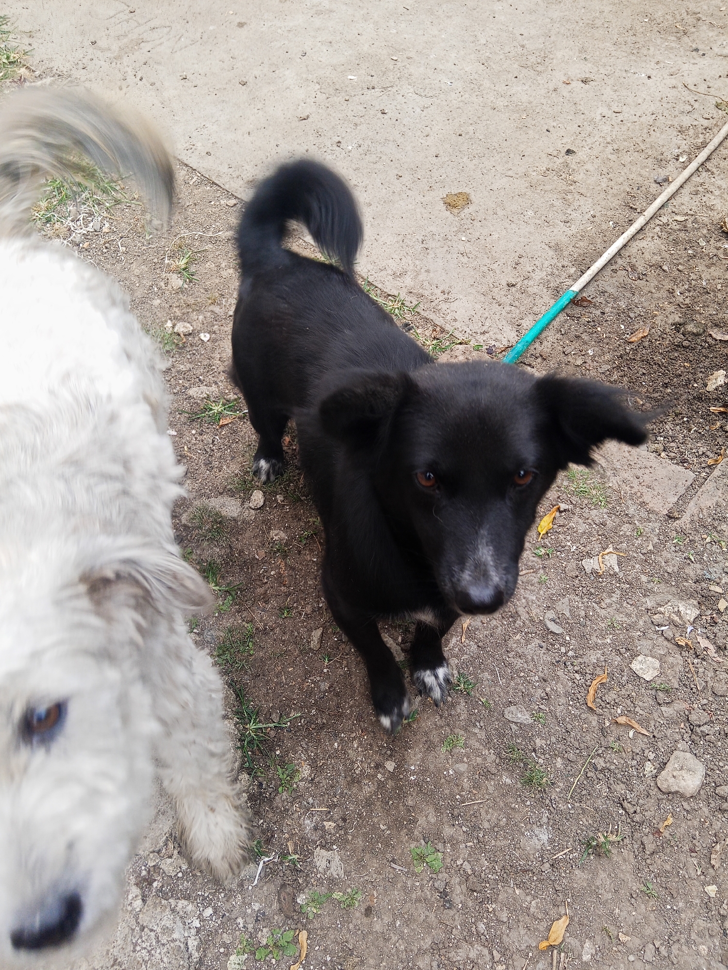 In an outdoor, possibly urban environment in Makale, Indonesia, two dogs are visible. One dog is predominantly black with brown eyes and white markings on its paws, positioned in the center of the frame and looking directly at the camera. Its tail is curled upwards. To the left of the black dog, a white dog is partially visible in the foreground, out of focus, with its tail blurred due to motion. The ground is a mix of dirt, gravel, and patches of grass, with a few fallen leaves. A white hose with a turquoise tip lies on the ground extending from the right side of the image towards the center. The lighting suggests it is daytime.