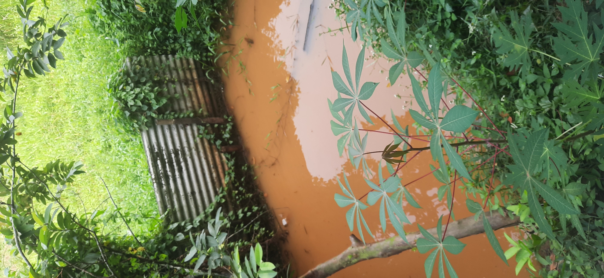 The image captures a muddy pond and a corrugated metal barrier, likely a makeshift dam, in a lush, overgrown area. The water in the pond is a distinct reddish-brown, indicating a high concentration of soil. Several plants with large, palmate leaves, possibly cassava, are prominent in the foreground, their green foliage contrasting with the muddy water. In the background, dense green vegetation covers the landscape, suggesting a rural or semi-rural environment. The corrugated metal, weathered and partly obscured by vines, appears to be a functional structure, possibly intended to control water flow or prevent erosion. The scene is consistent with a location in Cisauk, Indonesia, where such natural landscapes and simple infrastructure are common. There are no people or animals visible in the image.