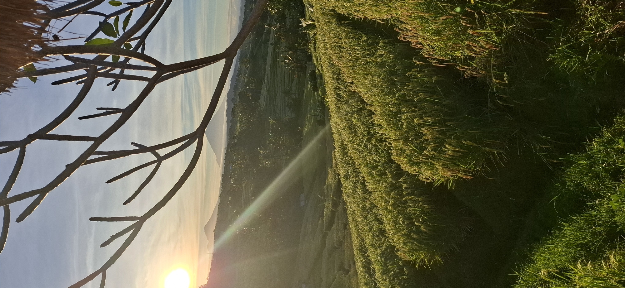The image shows a sunrise in Penebel, Indonesia, overlooking rice paddies. In the foreground, bare tree branches are visible against the sky with the sun near the horizon. To the right of the frame are dense, green rice paddies. In the background, a mountain is visible. A light flare extends upward from the sun toward the rice paddies.