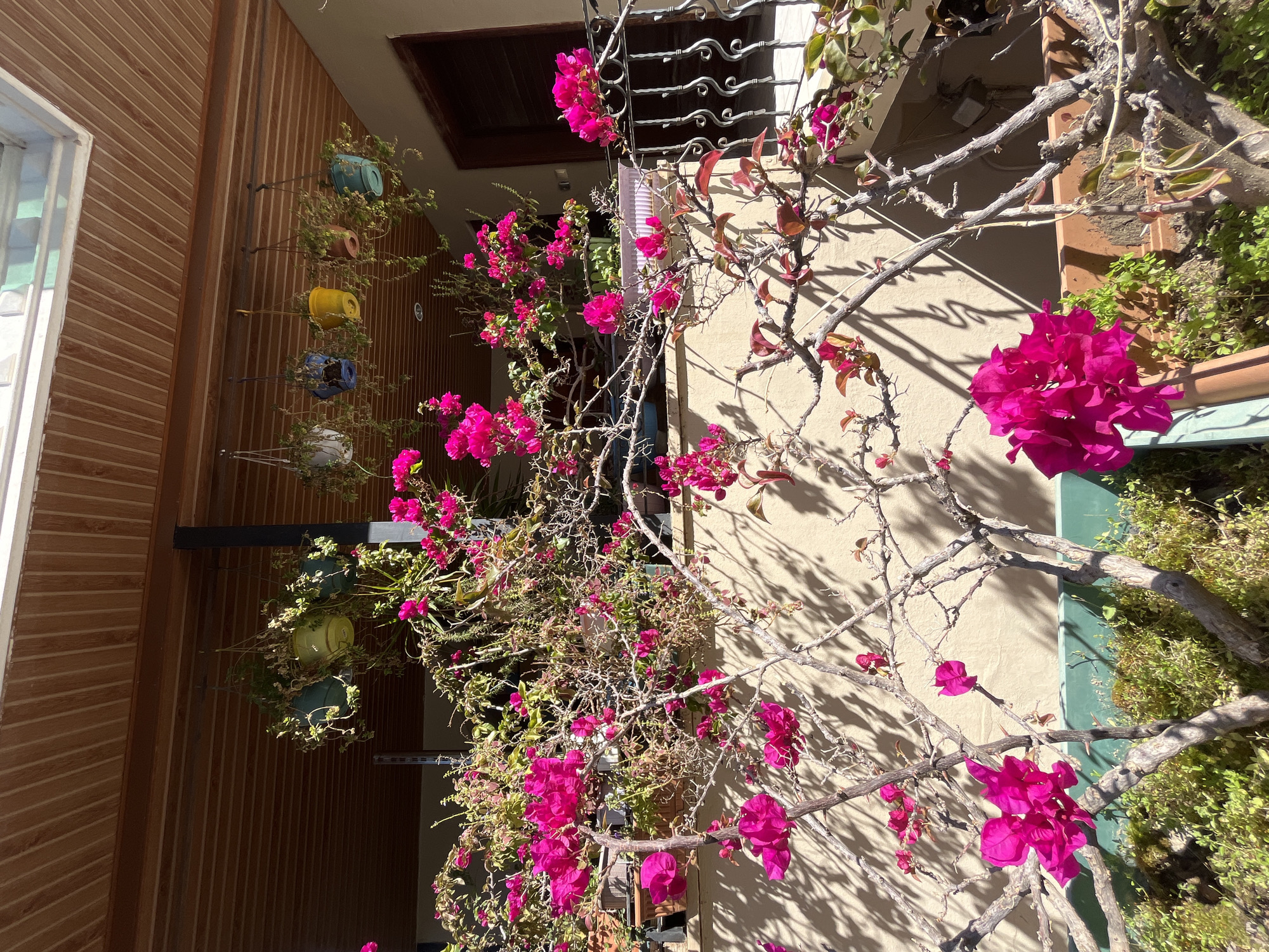 This image captures a vibrant, sun-drenched outdoor scene, likely a building exterior or courtyard, typical of a warm climate like Alanya, Turkey. The primary subject is a flourishing bougainvillea vine, laden with numerous clusters of bright magenta flowers, aggressively climbing and sprawling across a light beige, textured wall. Its gnarled, thorny branches, some bare and some with sparse green and reddish leaves, cast intricate, sharp shadows on the wall, indicative of strong, direct sunlight, suggesting either morning or afternoon.
To the left of the frame, a section of the building features brown, vertically slatted wooden paneling, adjacent to a white-framed window. Along this wooden facade, several colorful hanging planters are arranged vertically, containing trailing green plants. These pots include hues of blue, yellow, terracotta, and white.
Higher up and to the right, a dark, ornate metal grate covers an opening or window, partially obscured by the bougainvillea. Below the main floral display, a green-rimmed planter box or ledge holds more dense green groundcover plants. The overall impression is one of natural beauty intertwined with architectural elements under a bright, clear sky. There is no visible human activity or text. The vivid colors and strong lighting evoke a feeling of warmth and cheerfulness.