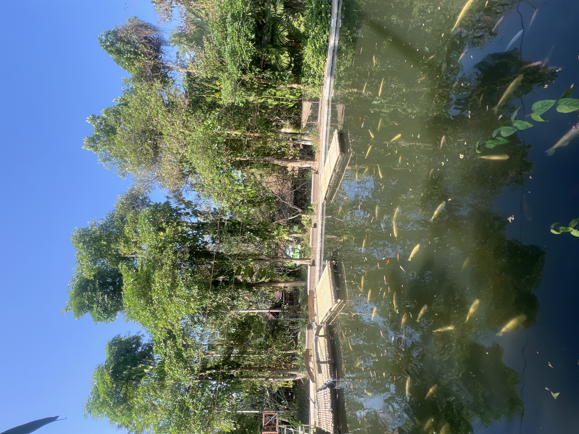 The image captures a clear, sunny day with a bright blue sky. In the foreground, a pond is teeming with numerous small, golden-colored fish, some of which are visible near the surface. Scattered across the pond are several bamboo rafts, some appearing to be seating areas with benches. Lush green trees and foliage form a dense backdrop behind the pond, with hints of structures, possibly buildings or huts, nestled amongst the greenery. The overall scene suggests a tranquil, natural setting, possibly a park or an outdoor recreational area in Tlogoadi, Indonesia, given the lush vegetation and the presence of a pond.