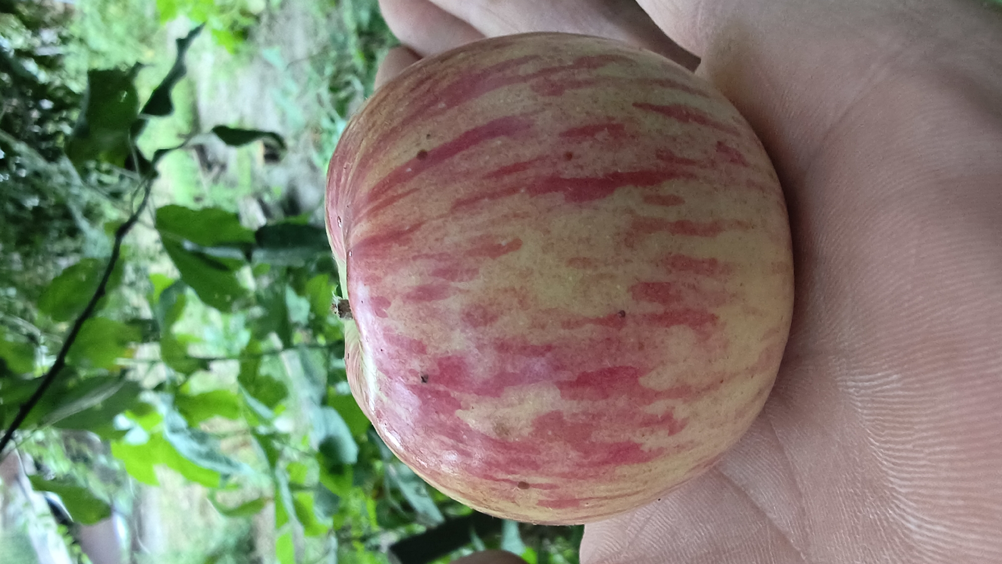 A close-up, vertical shot shows a hand holding a partially red and yellow striped apple. The apple is round with a small brown stem. It is held in an open palm, showing the texture of the skin with its lines and creases. The background is blurred, but appears to be an outdoor, natural setting with green foliage. There are no identifiable landmarks or structures indicating the city of Mikhaylovka, Russia.