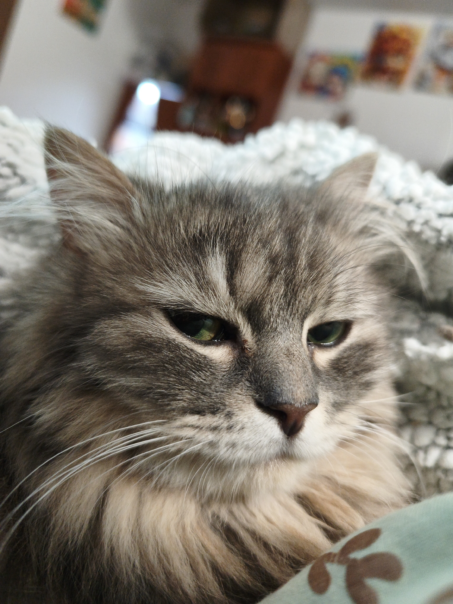A close-up, slightly overhead shot shows a medium-haired, grey tabby cat lying down. The cat's face is the primary subject, with its green eyes looking slightly down and to the right. Its fur is a mix of grey, black, and tan. Long, white whiskers fan out from its muzzle. The background is softly blurred, showing what appears to be a blanket or soft bedding and a hint of a room interior with some colorful pictures on a wall and a bright light source. The cat is positioned on a light grey, textured surface, possibly a blanket. In the foreground, a corner of a teal-colored fabric with a brown floral pattern is visible.