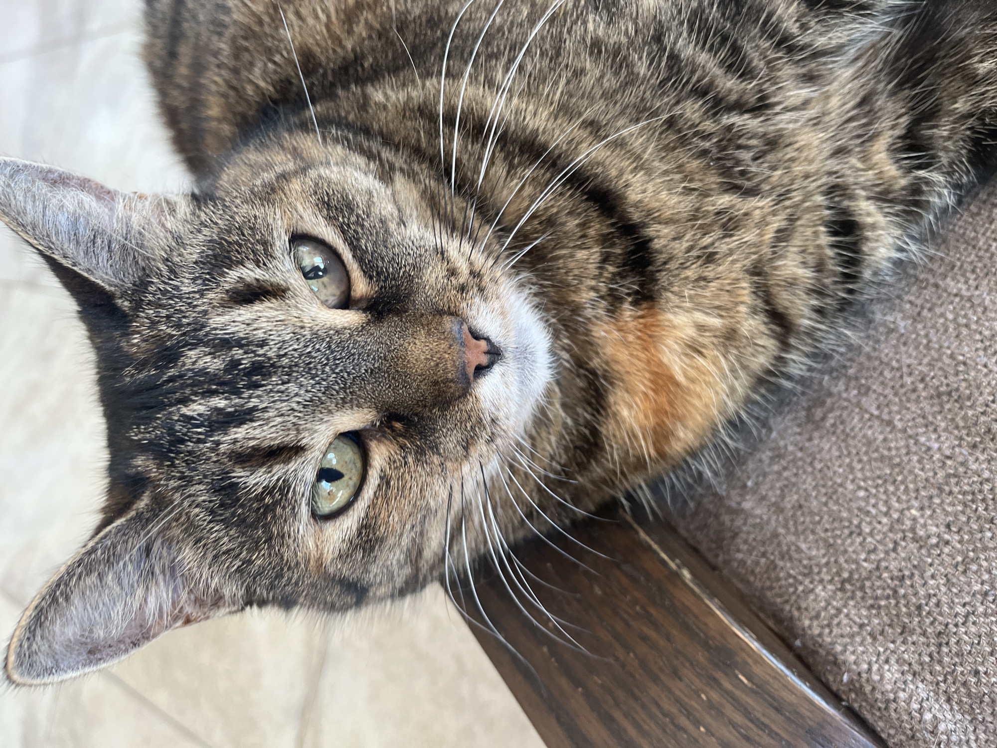 A close-up, eye-level shot shows a tabby cat looking directly at the camera. The cat's fur is a mix of brown, black, and orange. Its eyes are green with dilated pupils, and its whiskers are long and white. The cat is lying down on a textured, brown surface, possibly a chair or sofa. To the left of the cat, a dark brown, wooden object is partially visible, with a slight sheen indicating a polished surface. The background is a blurred, light-colored surface, possibly a tiled floor. There is no indication of the city of Vladimirovka, Russia.