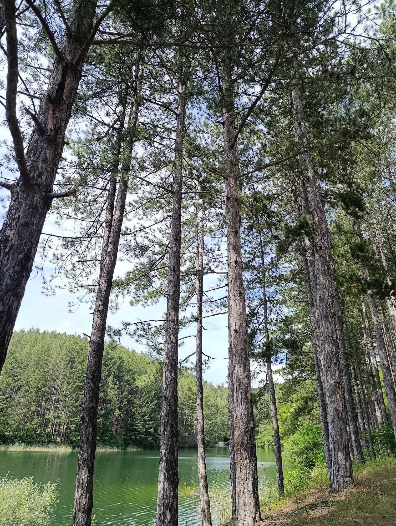 This image depicts a serene lake nestled within a dense pine forest in Nevestino, Bulgaria. The foreground is dominated by the towering, rough-barked trunks of numerous pine trees, their branches reaching towards a partly cloudy sky. Sunlight filters through the canopy, creating dappled patterns on the forest floor. To the left, the tranquil, green waters of the lake reflect the surrounding foliage. Across the lake, a steep, verdant slope is covered in a thick layer of pine trees, creating a dramatic backdrop. The scene conveys a sense of natural beauty and peaceful isolation, typical of rural Bulgarian landscapes.