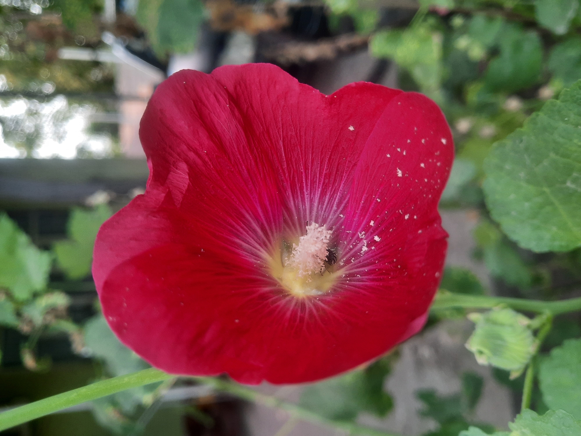 A close-up, eye-level shot focuses on a vibrant red hollyhock flower. The flower's petals, with their delicate veins, are a deep crimson, fading to a lighter pinkish-red towards the center. The center of the flower reveals a bright yellow stigma surrounded by fluffy, light pink stamens. A small, dark insect, possibly a bee, is visible nestled amongst the stamens, dusted with pollen. Scattered white speckles, likely pollen or dust, dot the petals. The flower is attached to a thick, green stem that extends upward out of frame. To the left of the flower, a developing green bud is visible on the stem. The background is softly blurred, showing a mix of green foliage, tree trunks, and a hint of what appears to be a street or outdoor area with a blurred car in the distance. The lighting suggests it is daytime, with soft sunlight filtering through. The scene is consistent with a garden setting in Восеабад, Tajikistan, given the presence of hollyhocks which are common ornamental plants in the region.