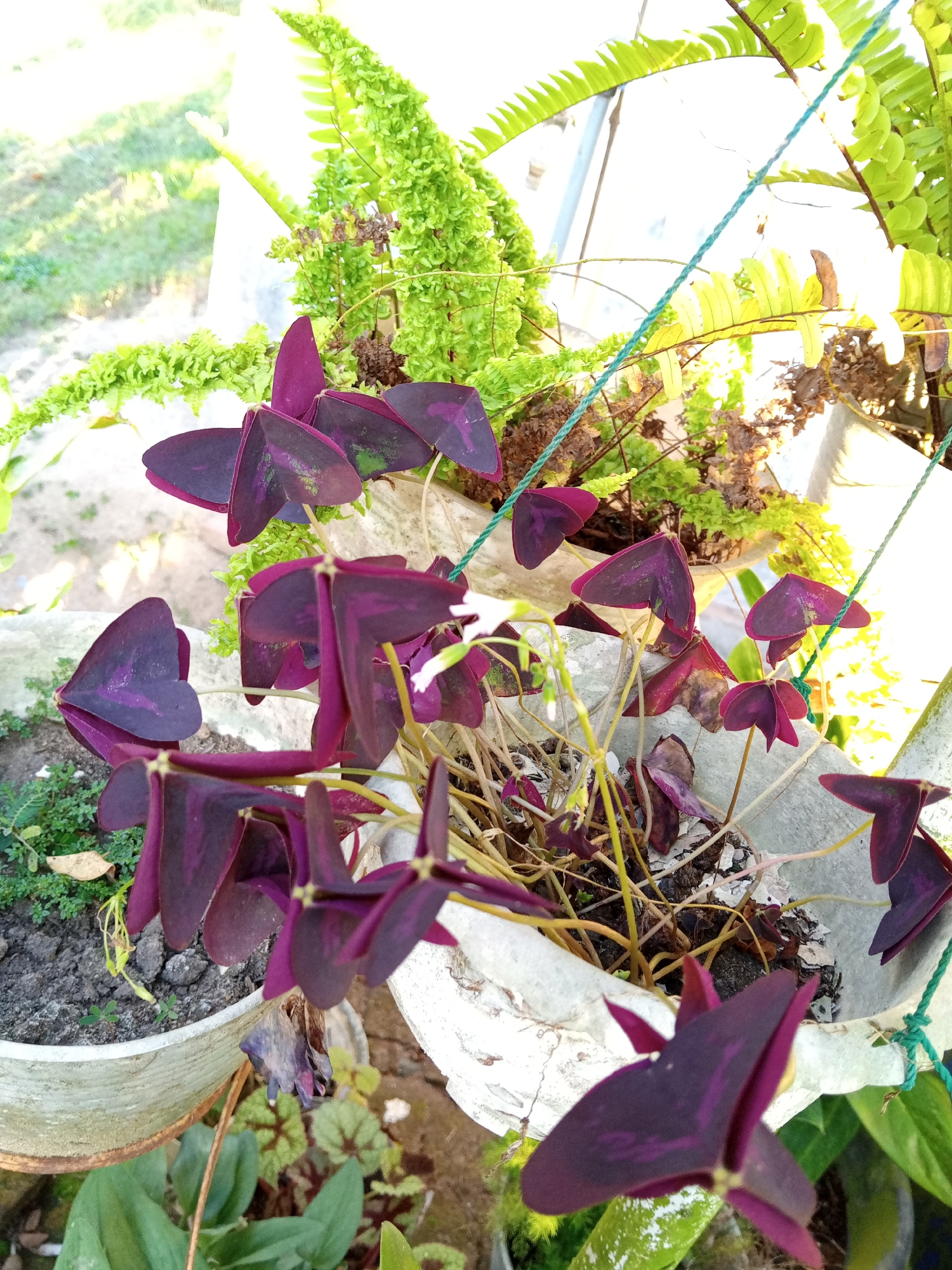 In Payadua, Indonesia, a cluster of purple shamrock plants (Oxalis triangularis) in a light-colored planter is the primary subject. The plants have distinct, heart-shaped, trifoliate leaves that are a deep purplish-red, with some leaves showing lighter purple veining. These leaves are arranged in three leaflets per stem. Some of the plants appear to be wilting or dried, with brown, brittle stems and leaves. A few small, white flowers are also visible. The planter itself is textured and appears to be made of concrete or a similar material, showing signs of age and wear.
Behind the shamrock plants, a lush green fern is present, with finely divided fronds, adding a contrasting texture and color to the scene. The fern is also in a planter, possibly the same one or a neighboring one. The plants are situated outdoors, indicated by the bright, diffused natural light, which creates highlights and shadows. The background consists of an out-of-focus area with patches of green foliage and possibly a stone or concrete surface, suggesting an outdoor garden or patio setting. The overall scene is bright and appears to be captured during daylight hours. There are no people or animals visible in the image. The image has a slightly hazy quality, possibly due to the lighting conditions or camera lens.