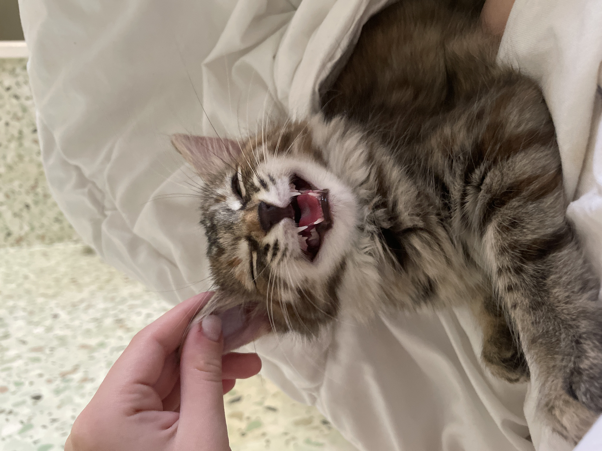 A close-up shot captures a fluffy, long-haired tabby kitten with its mouth wide open, appearing to yawn or laugh, with sharp teeth visible. The kitten is nestled on a crumpled white comforter. A person's hand is gently stroking the kitten's ear. The background shows a patterned wall.