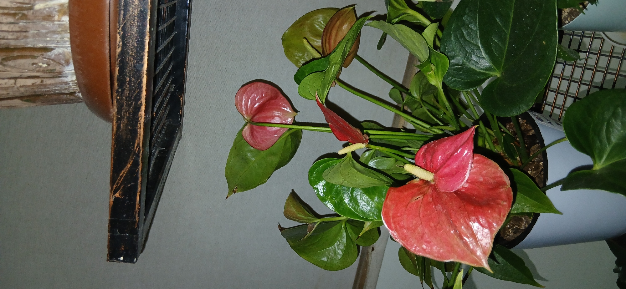 In the city of Charshanba, Uzbekistan, a potted anthurium plant with vibrant red and pink spathes and glossy green leaves is displayed on a shelf. The shelf, made of dark wood with metallic accents, is mounted on a light gray wall. The plant is in a light blue pot, partially visible. The background suggests an indoor setting. The image focuses on the botanical subject, with the shelf providing context for its placement. No people are present in the scene.
