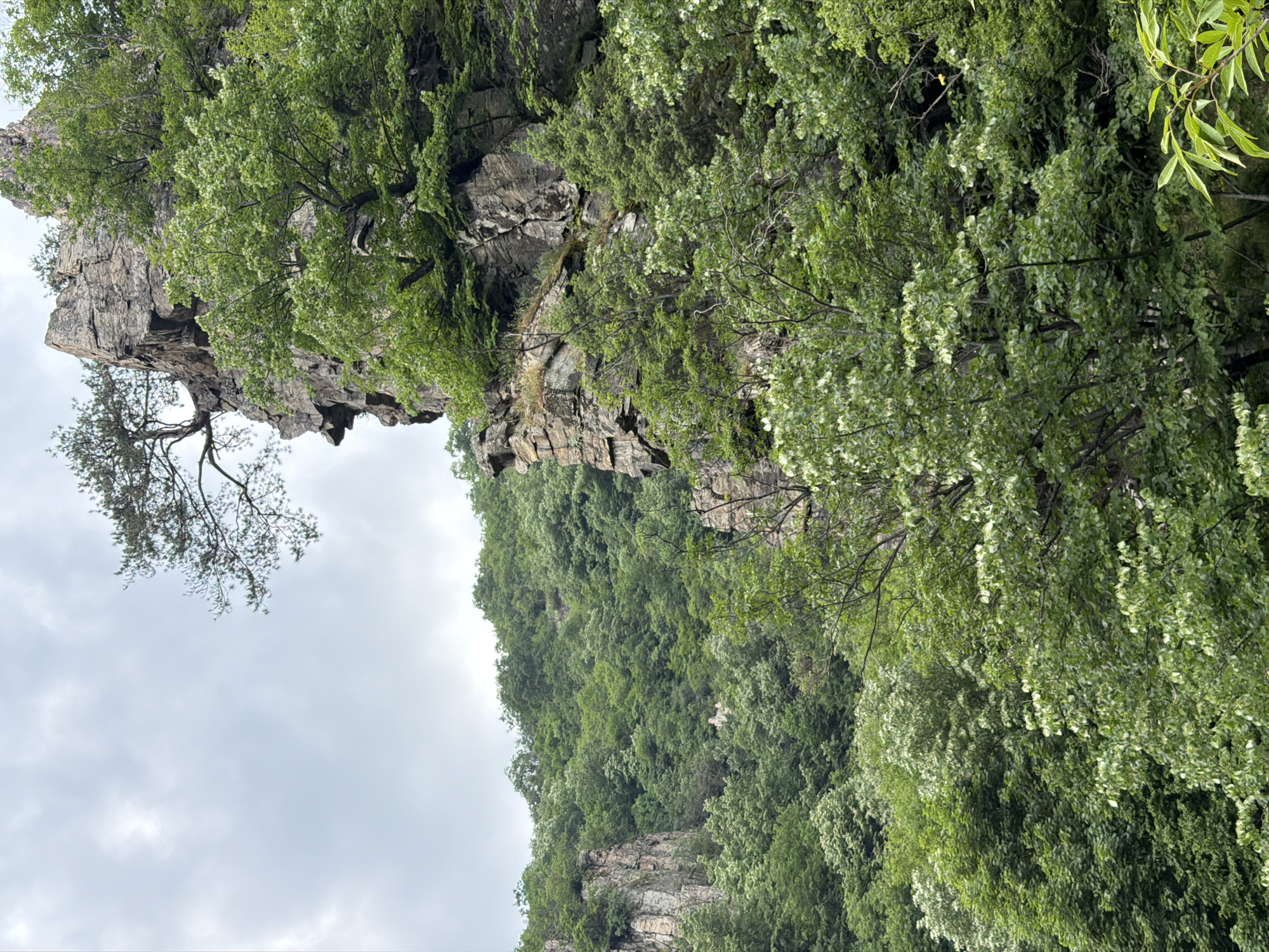 This image presents a rugged, densely forested mountain landscape located in Golyamo Belovo, Bulgaria, under a light grey, overcast sky. Steep, stratified rock formations, varying in shades of grey and brown, are prominent, particularly on the right side of the frame. A solitary, gnarled pine tree with sparse, dark green needles is rooted atop a large cliff face on the upper right, its branches extending into the sky. The majority of the scene is covered by a lush, multi-layered deciduous forest, displaying a spectrum of green hues from bright lime to deep forest green. Several mid-ground trees exhibit lighter, almost white-green foliage, possibly indicating new growth or flowering. The lower slopes and background hills are completely blanketed in this dense tree cover. No human structures, individuals, or fauna are discernible within the frame.