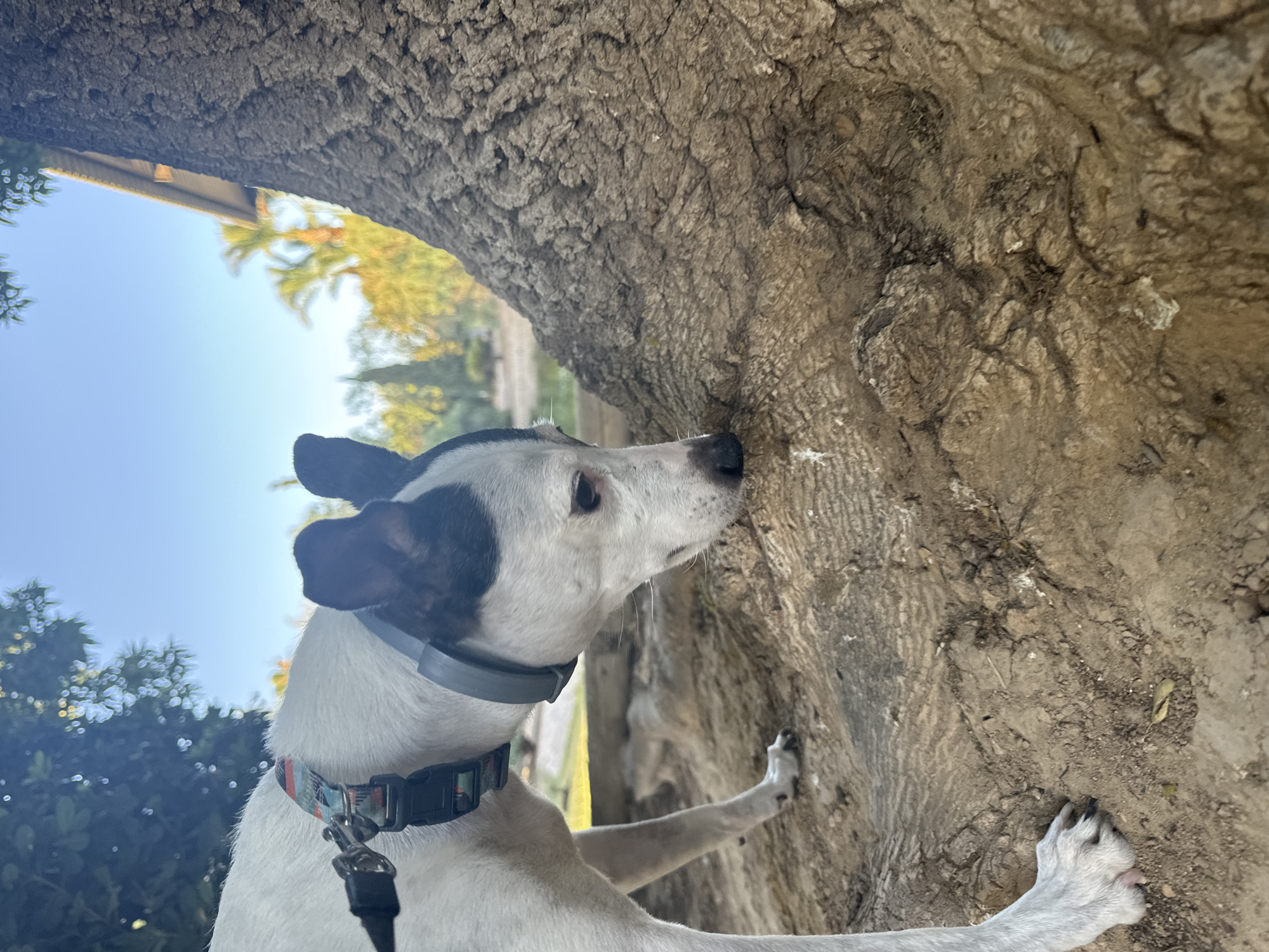 A medium-sized, short-haired dog with white and black markings is sniffing the exposed roots of a large tree. The dog wears a collar and a leash. The background shows greenery, palm trees, and a building with a yellow awning, suggesting an outdoor, possibly urban park setting. The time of day appears to be late afternoon, with warm sunlight casting shadows.