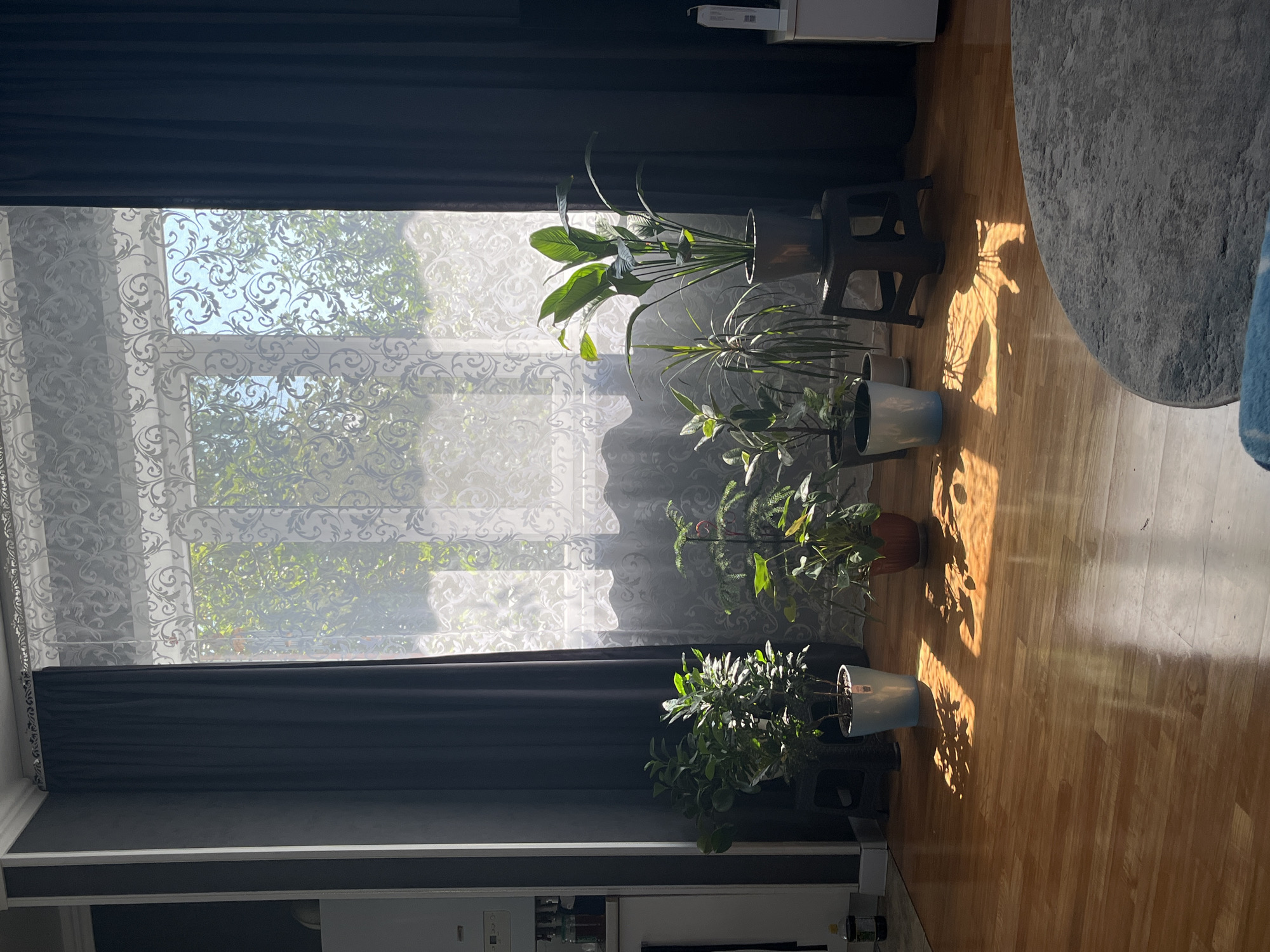 The image depicts an indoor scene, likely a living room, in Saratov, Russia. Sunlight streams through a large window covered by a sheer, patterned curtain, casting dappled shadows on a polished wooden floor. Several potted plants are arranged in front of the window, with varying heights and leaf structures. The room features dark gray curtains on either side of the window, and a portion of a white appliance, possibly a water heater, is visible on the left. A dark, square stool is placed behind one of the plants. The lighting suggests it is daytime, with the sun positioned to create strong highlights and shadows. The overall impression is one of a well-lit interior space with natural elements.