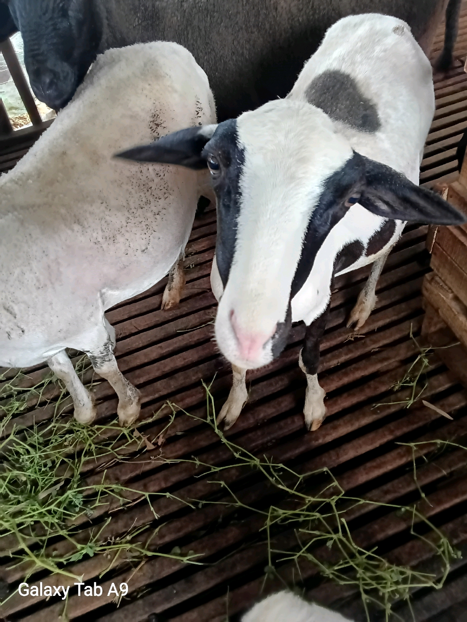 The image shows a close-up view of two sheep in an enclosure. The sheep are predominantly white with black markings on their faces and ears. The sheep in the foreground is facing the camera, with its head tilted slightly. Its eyes are visible, and its nose is pink. The other sheep, partially visible on the left, is facing away from the camera. The enclosure appears to be made of wooden slats, and there is green foliage scattered on the floor, likely food for the animals. The overall scene suggests an agricultural or animal husbandry setting. The presence of "Galaxy Tab A9" watermark at the bottom left corner indicates the image was taken with a Samsung Galaxy Tab A9 device, and suggests a possibility of it being taken in Indonesia. Considering the detail of the enclosure and the presence of sheep, this could be a farm or livestock area in the city of Trenggalek, Indonesia.