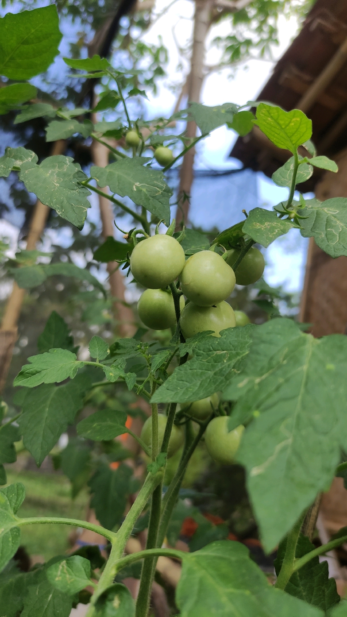 A cluster of unripe green tomatoes hangs from a vine on a plant. The tomatoes are round and smooth, with a light green color. They are supported by a network of thin green stems and surrounded by large, serrated green leaves. The background is blurred, showing a mixture of natural elements like trees and sky, along with some man-made structures, possibly a roof and netting. The overall impression is one of a garden or natural setting, likely in a warm climate given the appearance of the plants. This image was taken in Tiudan, Indonesia.