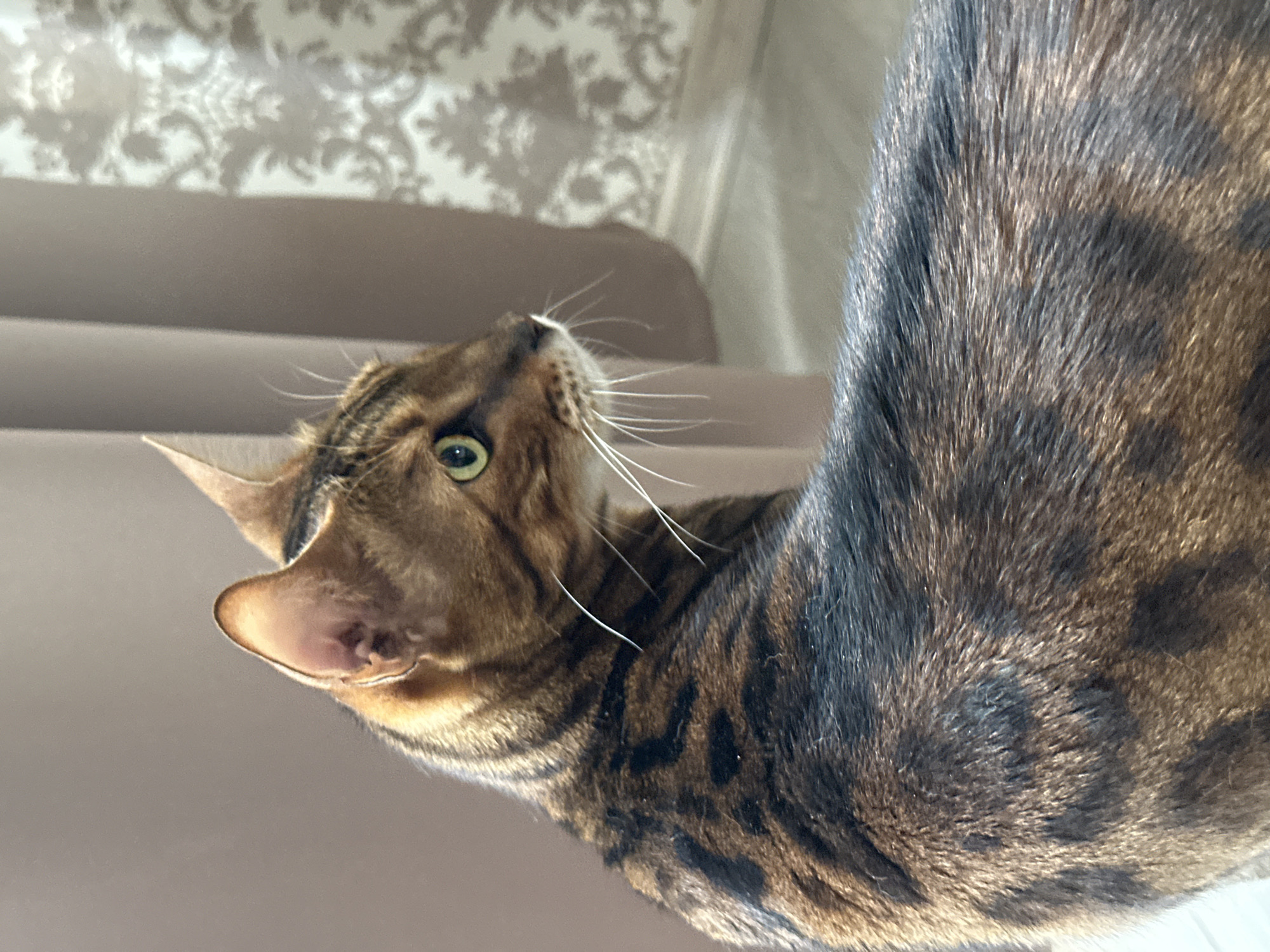 A Bengal cat is shown in a close-up, profile view, looking to the right. The cat has green eyes and a patterned coat of brown and black stripes. The background consists of a beige curtain with a subtle damask pattern and a neutral-colored wall. The lighting appears to be natural and coming from the side. The image was taken in Energetik, Russia.