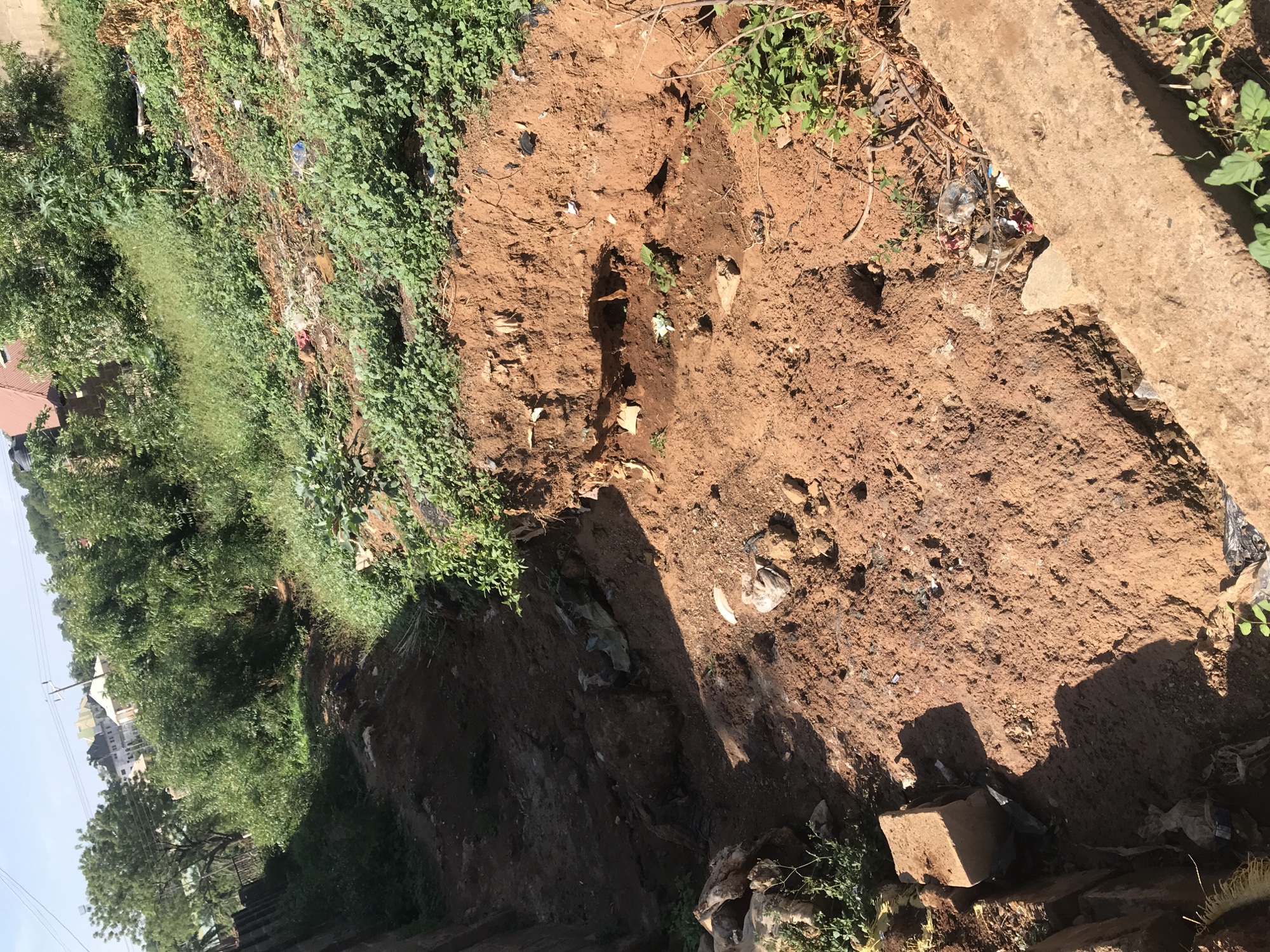 This media file captures an outdoor scene dominated by earthy tones and green vegetation, taken during what appears to be a bright, sunny day. The image is oriented vertically (or rotated 90 degrees clockwise).
The foreground and midground feature a significant amount of reddish-brown dirt, indicating an unpaved or excavated area. A noticeable depression or gully runs through the dirt, suggesting either a natural erosion channel or a man-made ditch. Scattered within the dirt and along the edges of the channel are various pieces of refuse, including plastic bottles, wrappers, and general litter, indicating an issue with waste disposal.
Lush green foliage and shrubs densely cover the left side of the image, with some patches appearing wild and overgrown. There are also dried branches and sparse vegetation closer to the dirt path. A sturdy, light-colored concrete slab or structure is partially visible on the far right, bordering the dirt area.
In the background, on the far left, several residential buildings with distinct rooftops can be seen nestled among trees. Utility poles and wires are also discernible against a clear, light blue sky, hinting at a developed, possibly suburban or semi-urban setting. The overall impression is that of a neglected or undeveloped area adjacent to residential zones. No people are visible, and there is no discernible activity taking place. There is no visible text in the image. The sunlight casts distinct shadows, particularly from the concrete structure and some vegetation, confirming it is daytime.