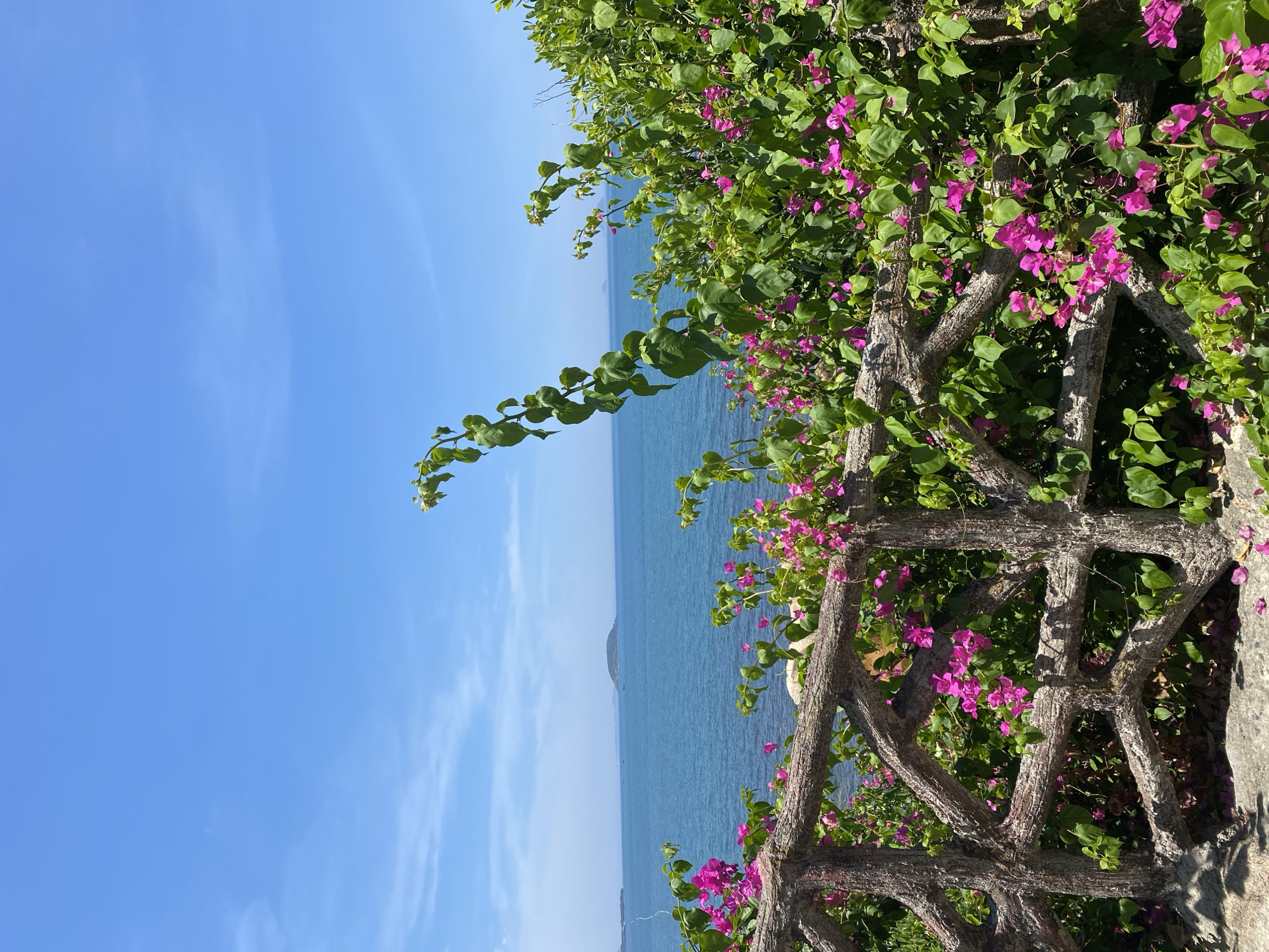 The image depicts a serene coastal scene with vibrant pink bougainvillea flowers cascading over a rustic, weathered wooden fence. The fence, with its organic, branch-like design, adds a natural touch to the foreground. Beyond the fence, a vast expanse of calm, blue ocean stretches towards the horizon, meeting a clear, bright blue sky. Faint wisps of white clouds are scattered across the sky, indicating pleasant weather. In the distance, a small, hazy island can be seen on the horizon. The sunlight suggests it is daytime, likely late morning or early afternoon. The overall mood is peaceful and idyllic, evoking a sense of natural beauty and tranquility. The image seems to capture a picturesque view from a vantage point overlooking the sea. There is no visible text in the image.