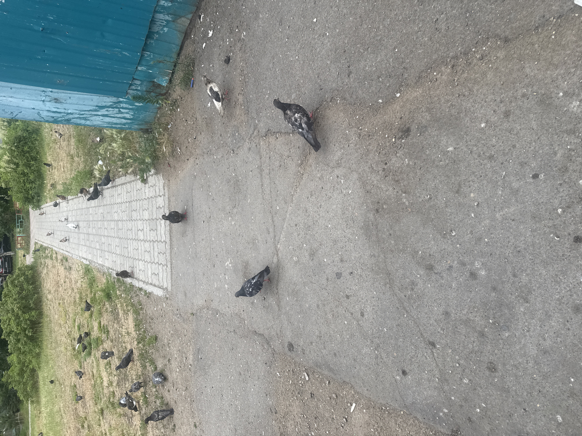 The image depicts a paved walkway with a grey, patterned surface, likely made of concrete pavers. The walkway is bordered by a grassy area with some scattered debris, and a large, teal-colored corrugated metal structure. Several pigeons are scattered around the scene. Four pigeons are visible on the walkway itself, one near the center and three further down. More pigeons are present on the grass to the left of the walkway, with at least five discernible. A single pigeon is seen on the grass further in the background, near a dense green shrubbery. In the far background, a car is partially visible. The overall environment suggests an outdoor public space, possibly a park or a residential area in Komsomolsk-on-Amur, Russia. The scene is captured from a slightly elevated, forward-facing perspective.