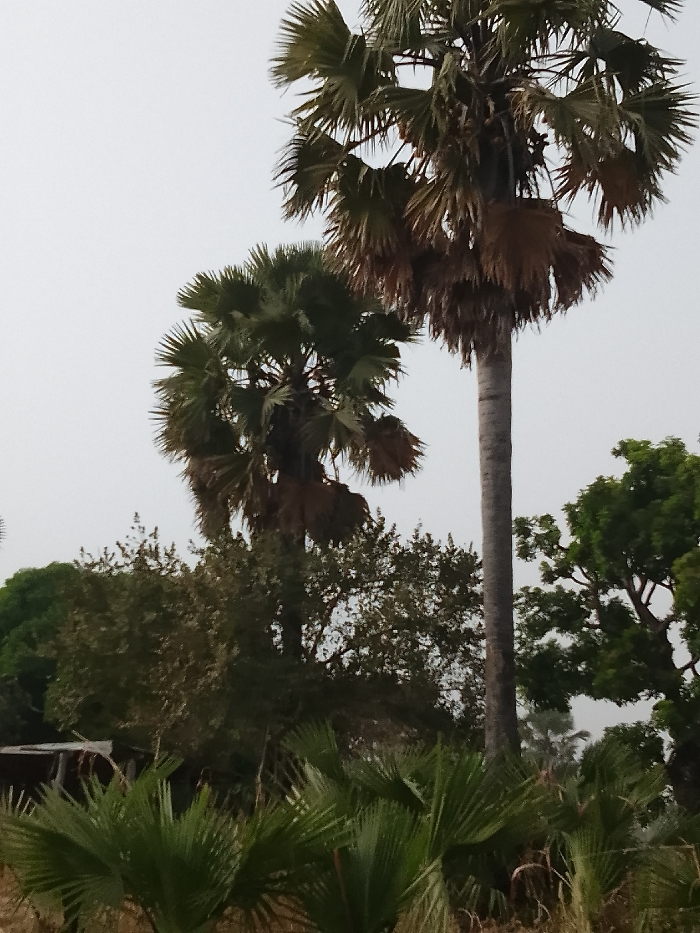 The scene is located in Jibam, Nigeria, depicting a dense vegetated outdoor environment under an overcast, light gray sky. The foreground contains lush, green, fan-shaped foliage, interspersed with dry, light-brown plant stalks. The midground features various green-leafed trees and shrubs. Two tall palm trees are prominent in the upper and middle sections. The taller palm, situated on the right, has a gray trunk, a crown of green fan-shaped fronds, and numerous desiccated brown fronds hanging below the live canopy. A second, shorter palm tree to the left and slightly behind the taller one exhibits green fan-shaped fronds with an accumulation of brown, dead fronds below. No human subjects or discernible man-made structures are present.