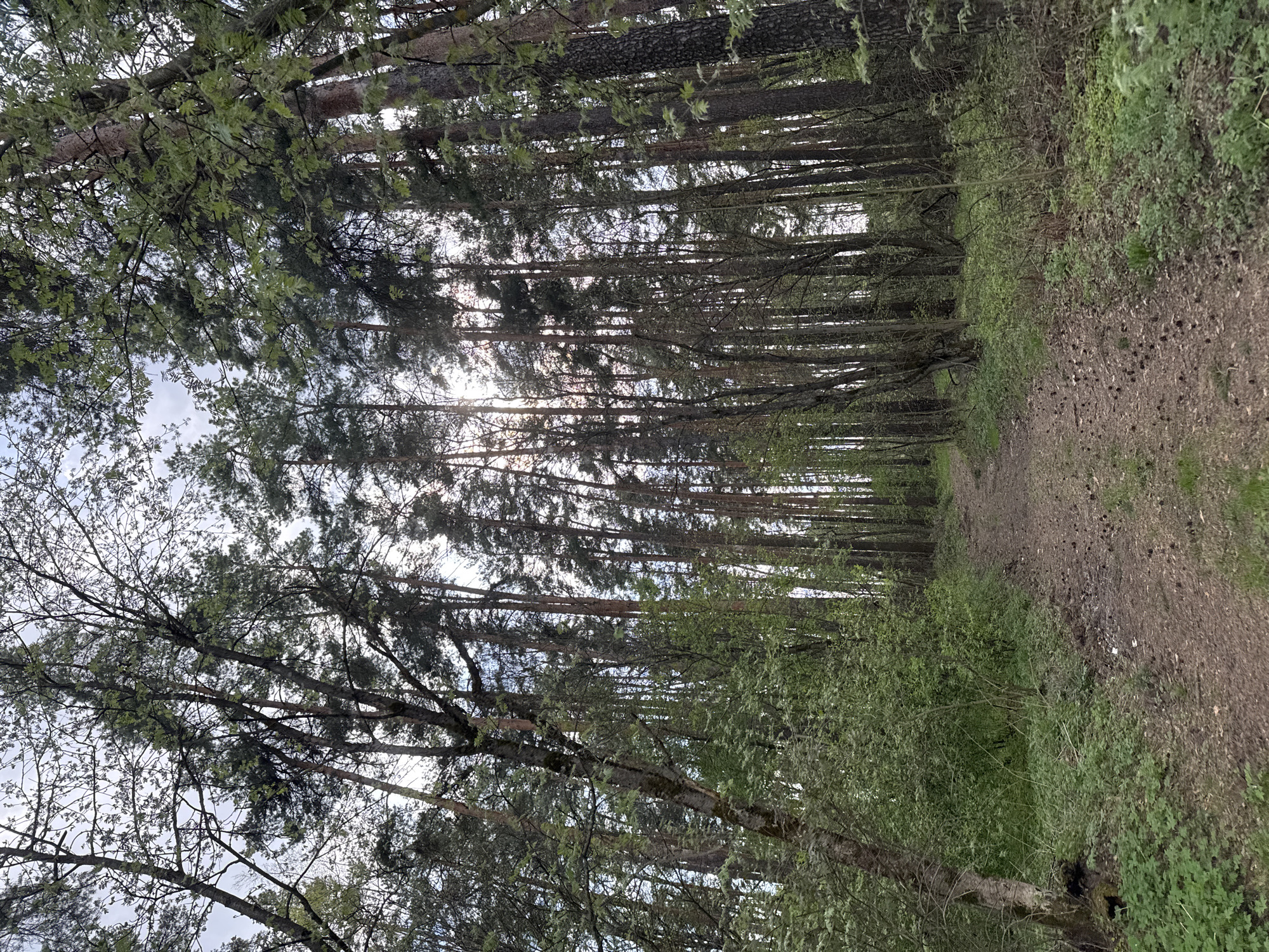 The image shows a forest path in Razdolie, Russia. Tall, slender trees line both sides of the path, their branches reaching towards the sky and partially obscuring the sunlight. The path is made of dirt and is covered with fallen leaves and debris. Green vegetation grows along the edges of the path, creating a dense undergrowth. The photograph is taken from a low angle, giving the viewer a sense of immersion in the forest environment.
