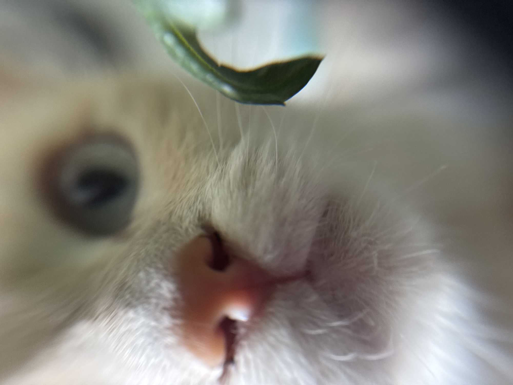 A close-up, out-of-focus macro photograph shows the face of a domestic cat. The cat's nose is prominently featured in the foreground, appearing pink and wet. Its whiskers are visible as fine, white lines extending outwards. To the right, a blurry green object, possibly a leaf or plant, is partially in focus. The cat's fur is light-colored, likely white or cream. The background is a soft blur of neutral tones. The image provides no information about its location in Боголюбово, Russia, or any context beyond the immediate subject matter.