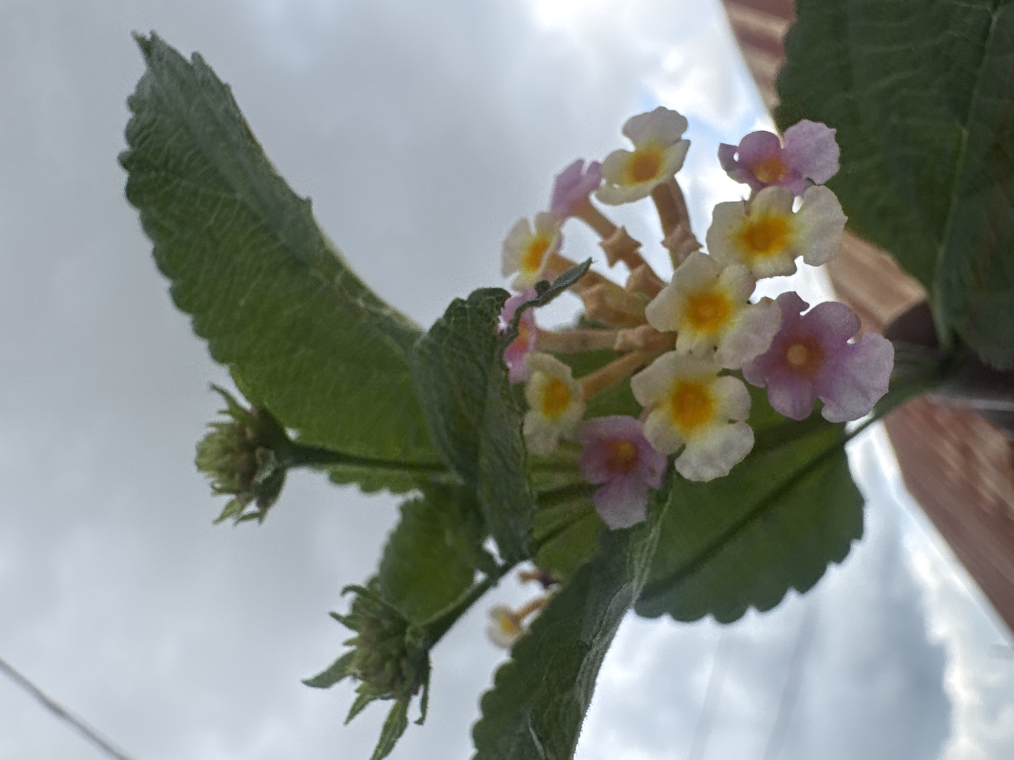 A low-angle, medium shot captures a cluster of delicate, multi-colored flowers with visible buds against a cloudy sky. The flowers display a gradient of colors, ranging from white and pale yellow in the center to soft pink and purple at the tips of their petals. Small green buds are also present, suggesting ongoing blooming. The leaves of the plant are broad and green with serrated edges. In the background, the blurry image of a reddish-brown, tiled roof is visible, hinting at an outdoor, possibly residential, setting. The overall scene is natural and serene.