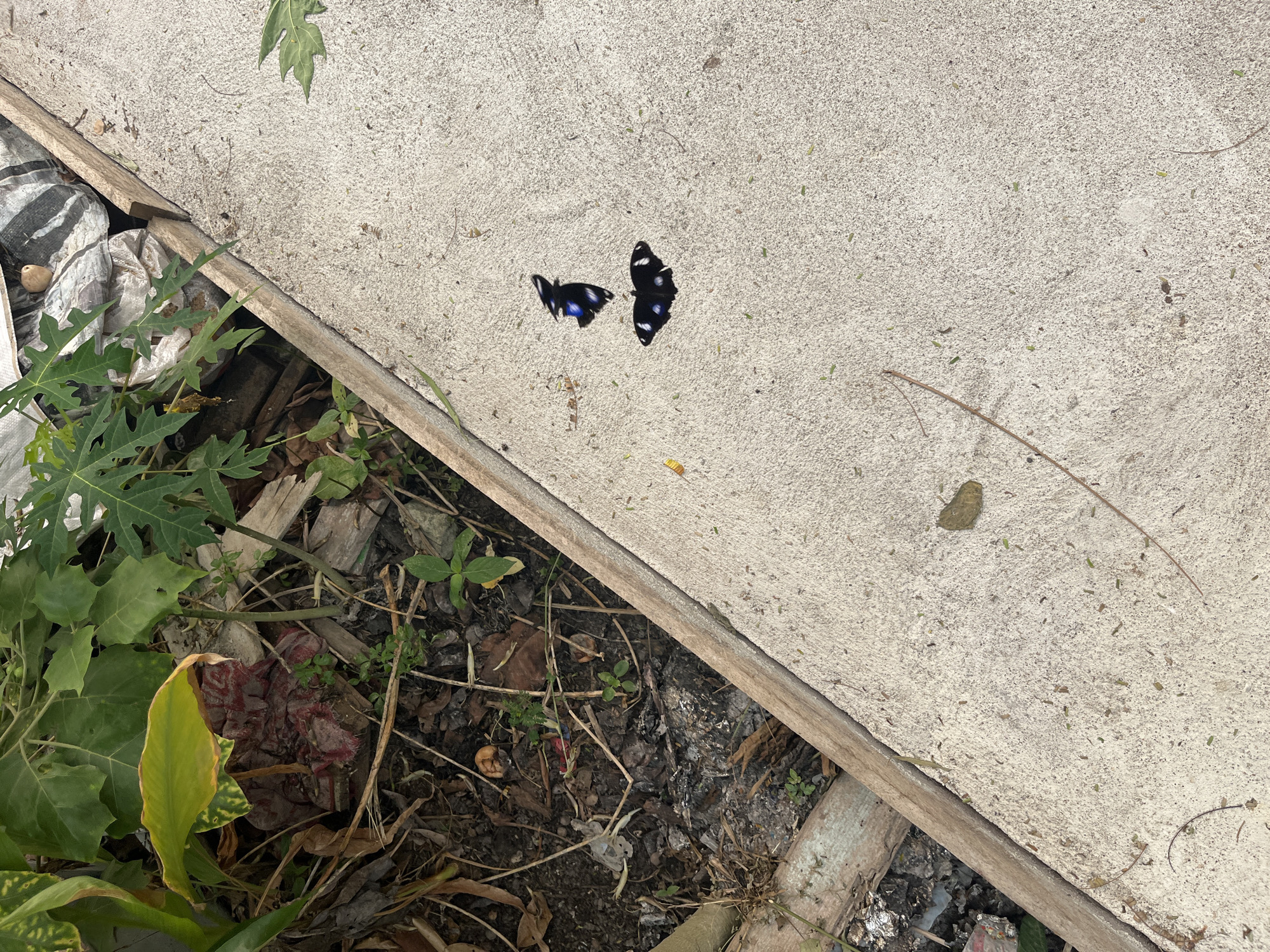 In Meliau Hulu, Indonesia, a close-up, overhead shot captures two black butterflies with white spots resting on a light-colored, textured concrete surface. The butterflies are positioned diagonally across the frame, with one slightly above and to the left of the other. The concrete area is bordered on the left by a wooden plank and then by an area of dark soil covered with dried leaves, twigs, and some green vegetation. The soil area appears somewhat unkempt, with hints of debris. Beyond the soil, further foliage is visible, including broad green leaves. The lighting suggests an outdoor, daytime setting.