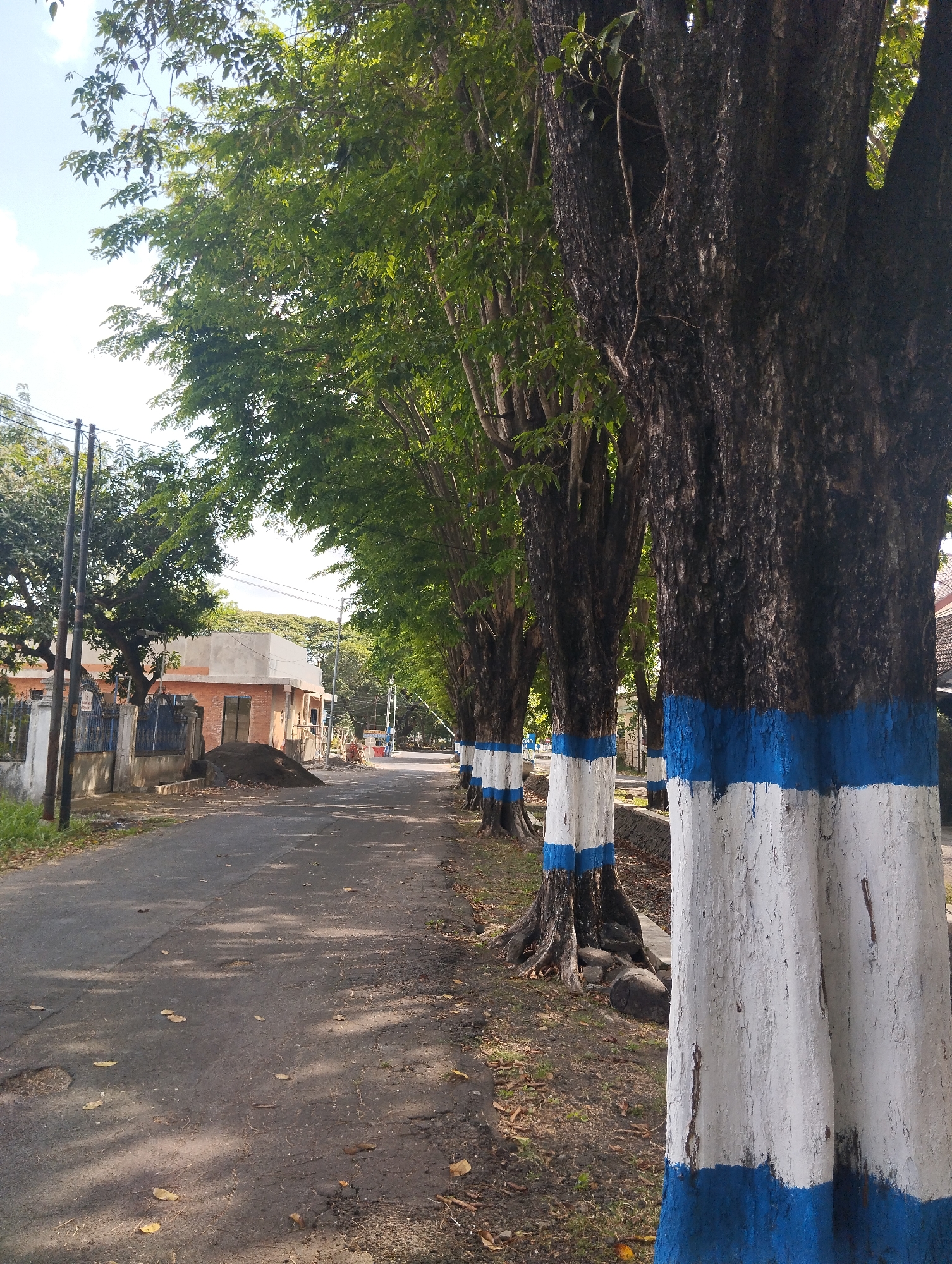 This is a photograph taken on a sunny day in Sedati Agung, Indonesia, showing a street lined with large trees. The trees have their lower trunks painted with alternating bands of white and blue. To the left of the asphalt road, there is a low wall, a blue metal fence, and a building under construction with a pile of dirt in front. Further down the street, more trees and buildings are visible. Power lines and poles are also present in the scene. The road surface shows signs of wear and tear with some patches and scattered leaves. The overall impression is of a quiet, tree-lined residential street.