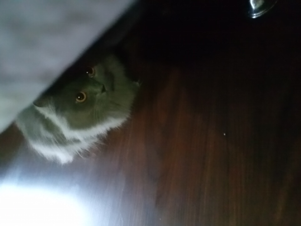 A long-haired grey cat with large orange eyes peers from behind a large, indistinct object, likely furniture, in a dimly lit room. The cat's face and chest are visible, with the rest of its body obscured. The floor appears to be dark wood. The scene is indoors, with no visible elements to suggest a specific location within Angren, Uzbekistan.