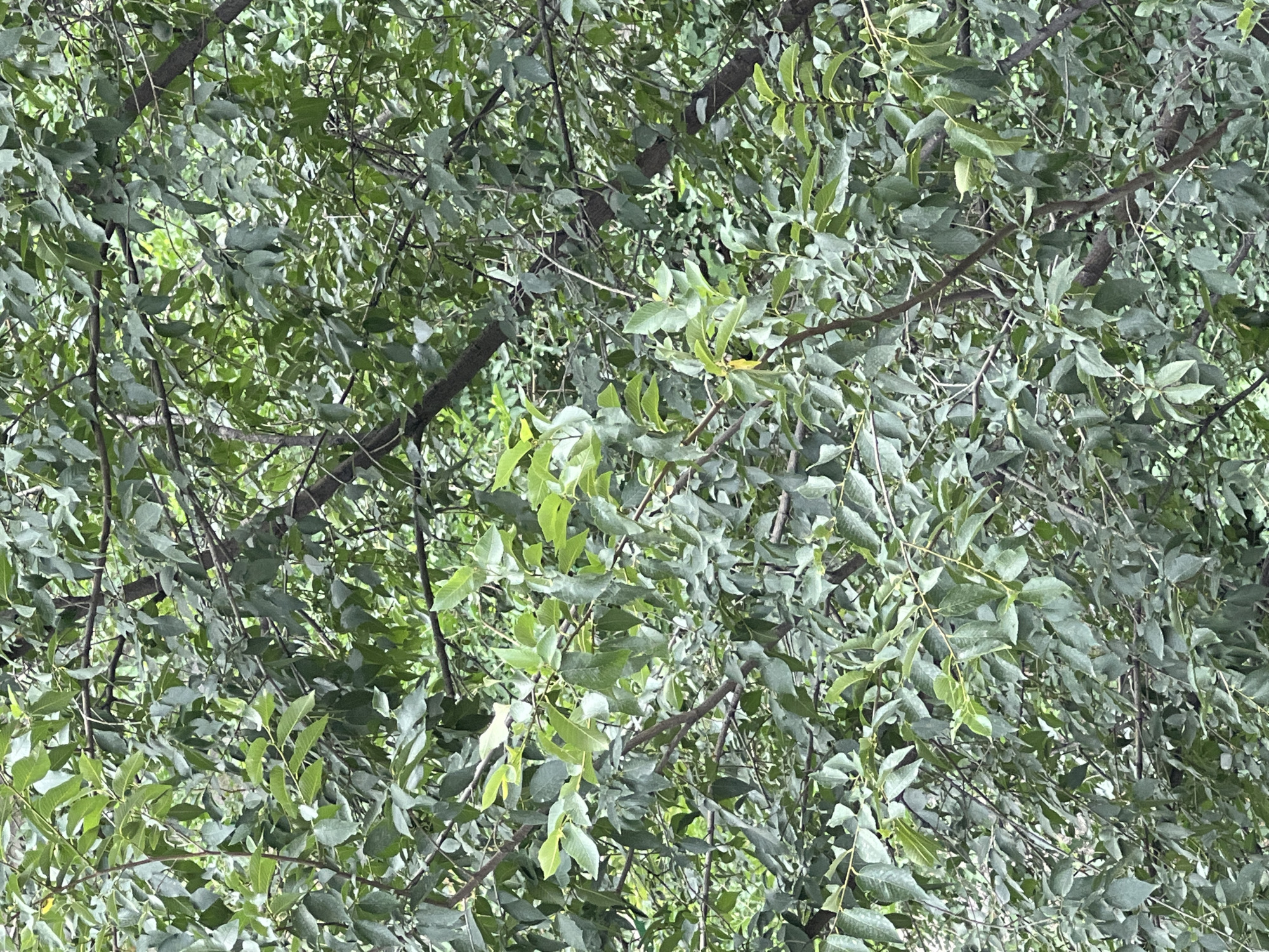 The image is a close-up, eye-level view of dense foliage, primarily consisting of green leaves and thin branches of a tree. The lighting appears to be overcast, resulting in a soft, diffused light that illuminates the leaves without harsh shadows. The density of the leaves suggests a full canopy, obscuring any potential background details or sky. No people, animals, or man-made objects are visible. The image is devoid of any context that would suggest a specific location within Bishkek City, Kyrgyzstan, or any other urban environment. The scene is purely natural and botanical, focusing on the intricate details of the tree's growth.