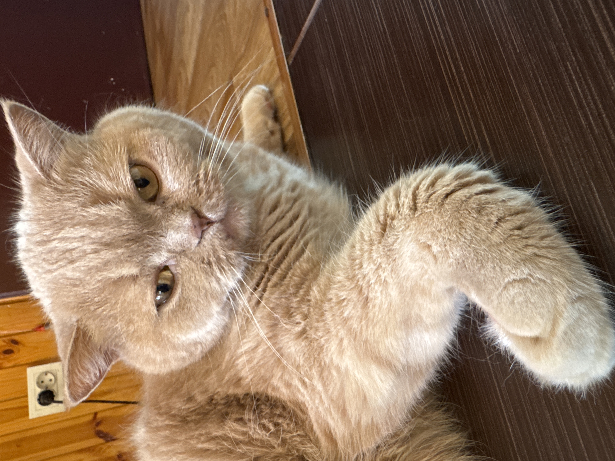 An orange tabby cat is lying on its side on a dark wooden floor. The cat is looking at the camera with its head turned slightly to the left. The cat's fur is thick and fluffy, and its eyes are a bright yellow. The background of the image is a wooden wall with a power outlet. The scene appears to be indoors.