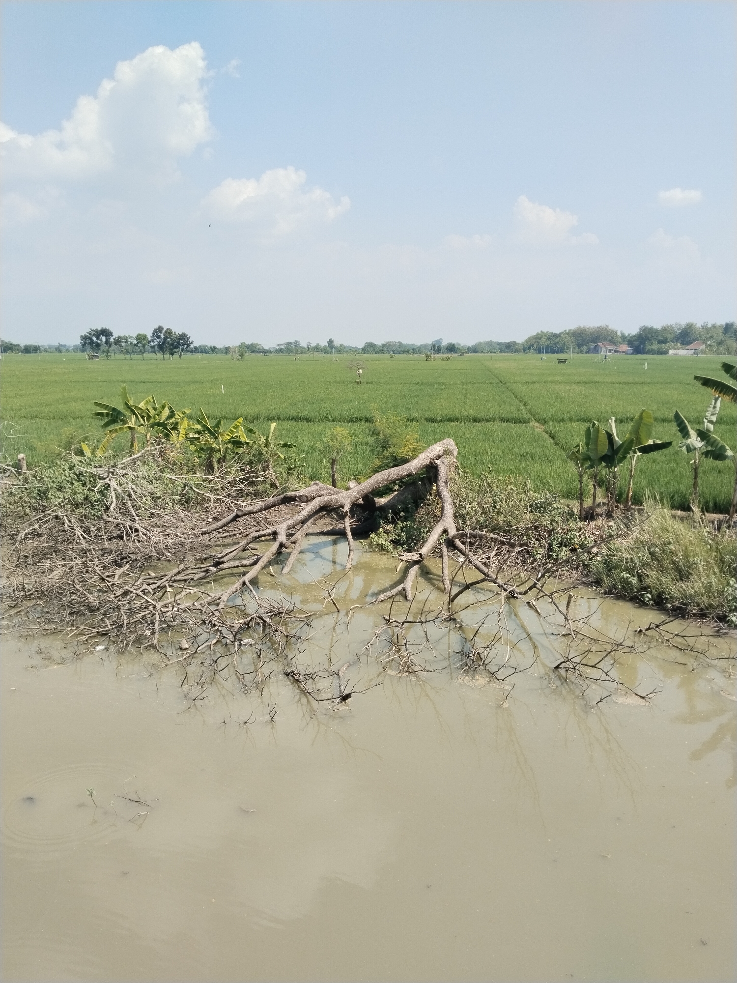 The image depicts a rural scene in Gawan, Indonesia, featuring a water body in the foreground. The water is murky with a tan or light brown color. A large, dead tree with exposed roots and numerous branches lies partly submerged in the water. The surrounding vegetation includes grasses, bushes, and several small banana trees on the embankment. In the background, a vibrant green rice paddy stretches towards the horizon, meeting a light blue sky with scattered white clouds. A cluster of trees is visible on the horizon, along with a few indistinct buildings or structures.