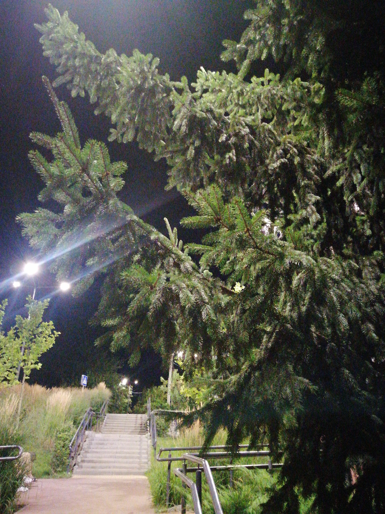 The image shows a close-up of a large evergreen tree with dense branches against a dark night sky. In the background, a set of outdoor stairs with metal railings leads upwards. To the left of the stairs, there are tall, dry grasses and some smaller trees or bushes. Streetlights are visible in the distance, casting a bright glow and creating lens flare effects on the tree's branches. A pedestrian crossing sign is mounted on a pole near the top of the stairs. The scene appears to be an outdoor public space, possibly a park or a walkway in the city of Kremenchuk, Ukraine, given the context of the prompt. There are no people clearly visible in the image, although a hint of a person's legs and shoes can be seen at the bottom left, near the start of a paved path. The overall lighting suggests it is nighttime.